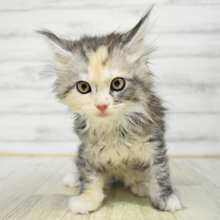 2025年12月16日生まれのメインクーン