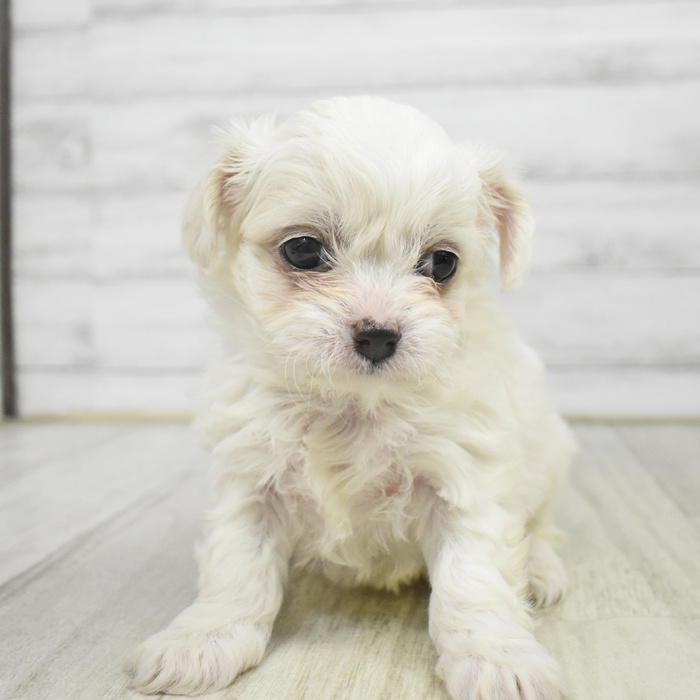 神奈川県のハーフ犬・ミックス犬 (犬の家＆猫の里小田原店/2025年12月14日生まれ/女の子/ホワイト)の子犬