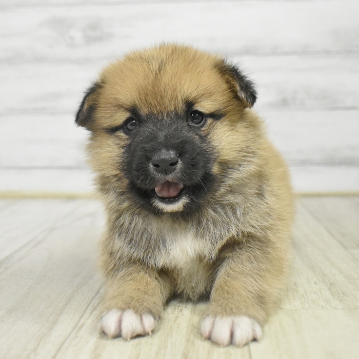 神奈川県のポメ柴/豆ポメ/ポメ豆柴(ポメラニアン×柴犬) (犬の家＆猫の里元住吉ブレーメン通り店/2025年12月11日生まれ/男の子/赤)の子犬
