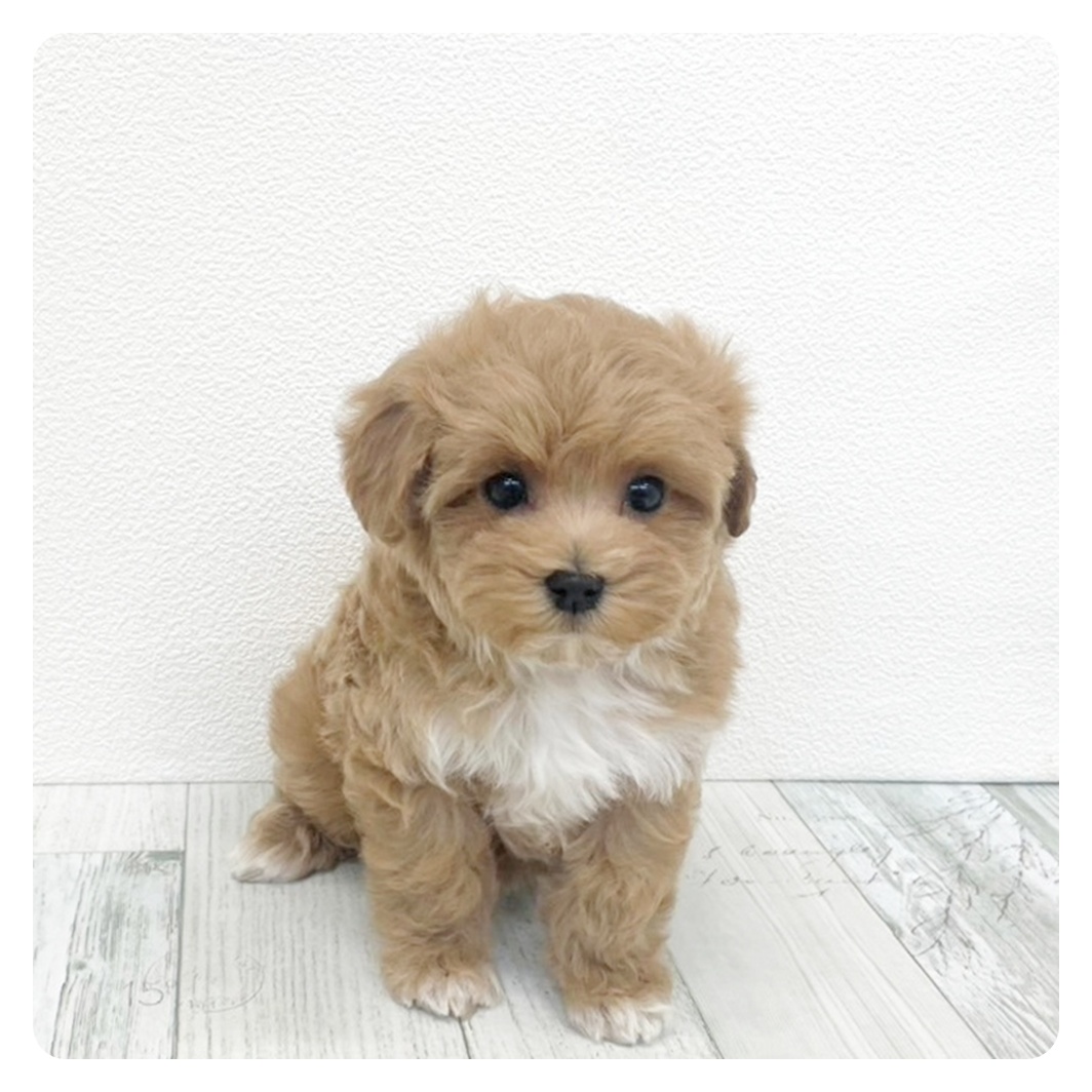 福岡県のマルプー(マルチーズ×プードル) (犬の家＆猫の里シュロアモール筑紫野店/2025年12月14日生まれ/女の子/アプリコットホワイト)の子犬