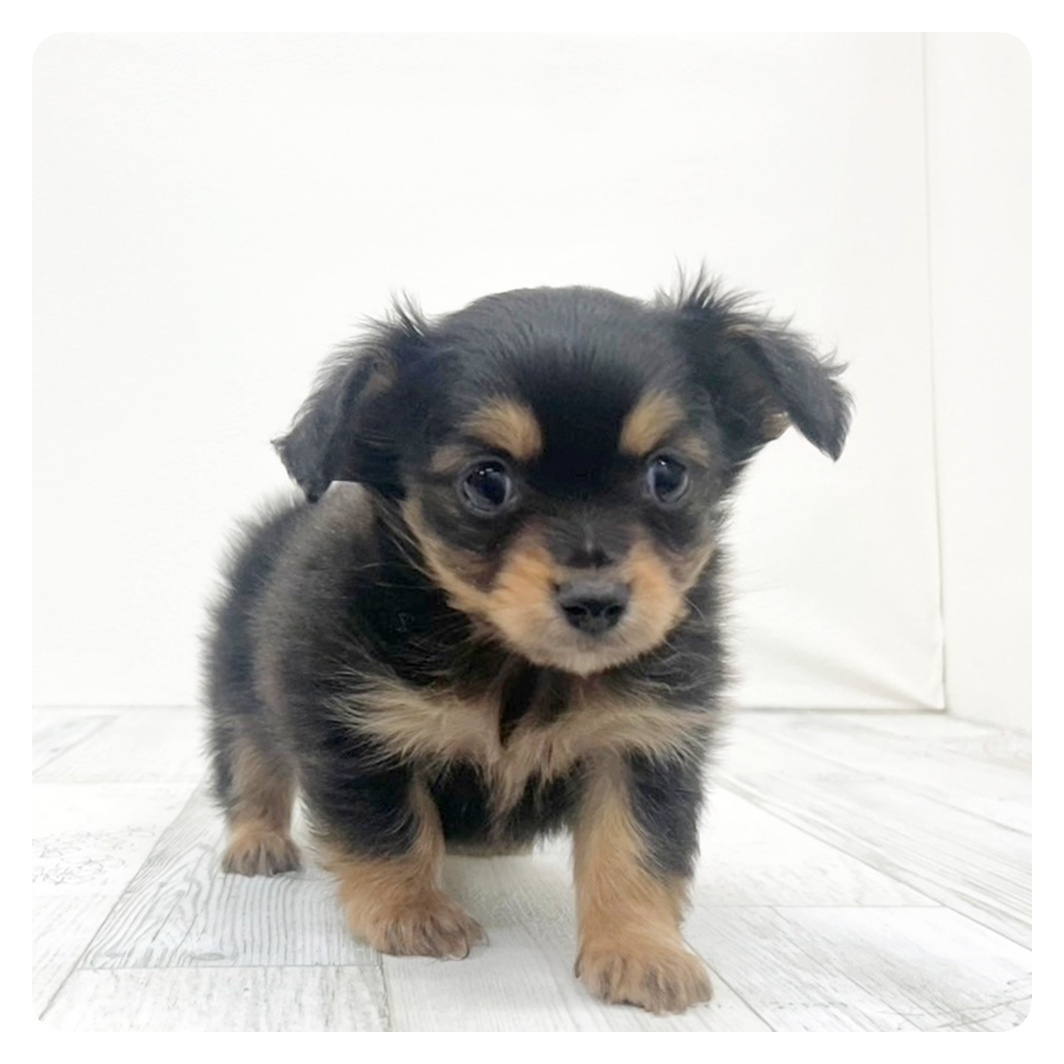 福岡県のチワックス(チワワ×ダックス) (犬の家＆猫の里くりえいと宗像店/2025年12月12日生まれ/男の子/ブラックタン)の子犬の4枚目の画像