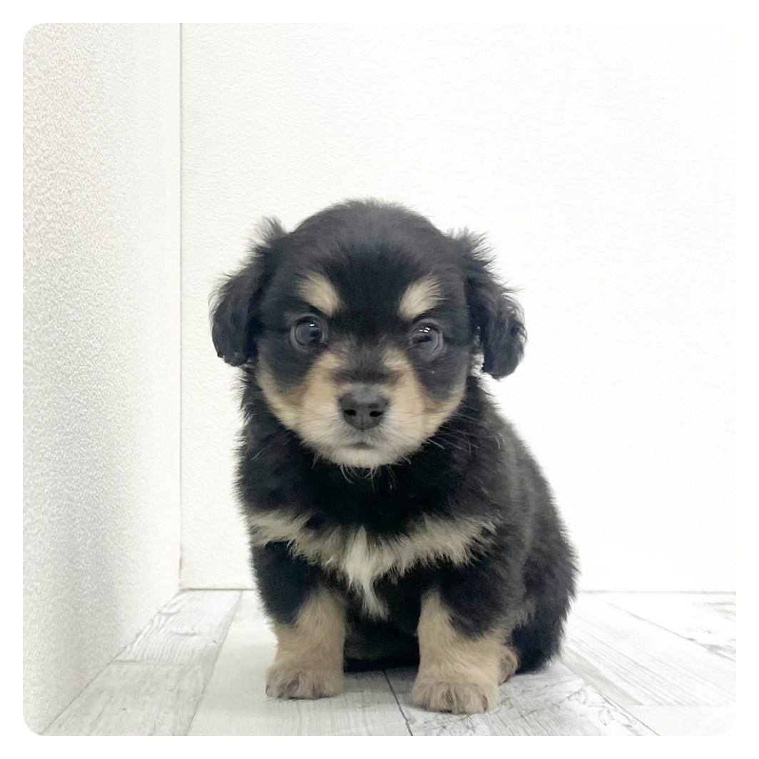 福岡県のチワックス(チワワ×ダックス) (犬の家＆猫の里トリアス久山店/2025年12月12日生まれ/女の子/ブラックタン)の子犬の2枚目の画像