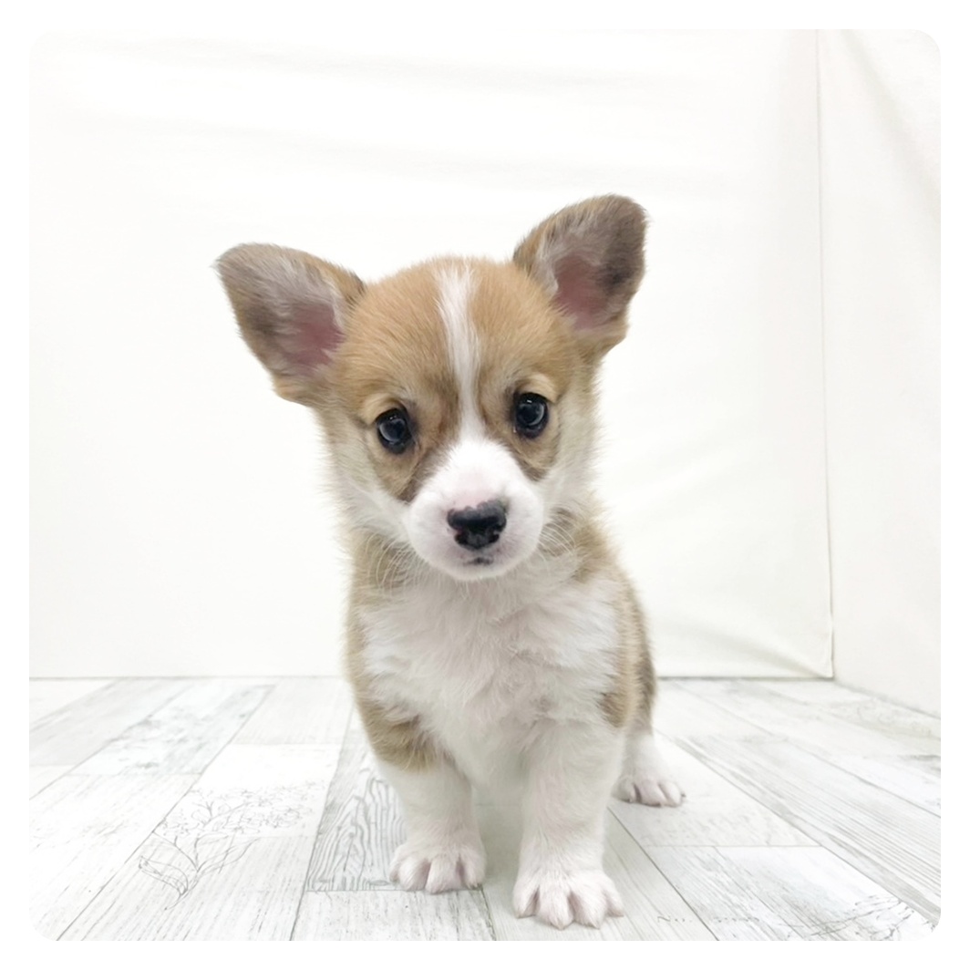 福岡県のウェルシュコーギーペンブローク (犬の家＆猫の里くりえいと宗像店/2025年12月13日生まれ/女の子/レッドホワイト)の子犬