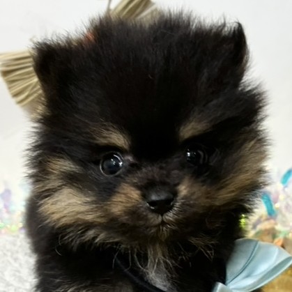 愛知県のポメラニアン (犬の家＆猫の里春日井本店/2025年12月3日生まれ/女の子/ブラックタン)の子犬