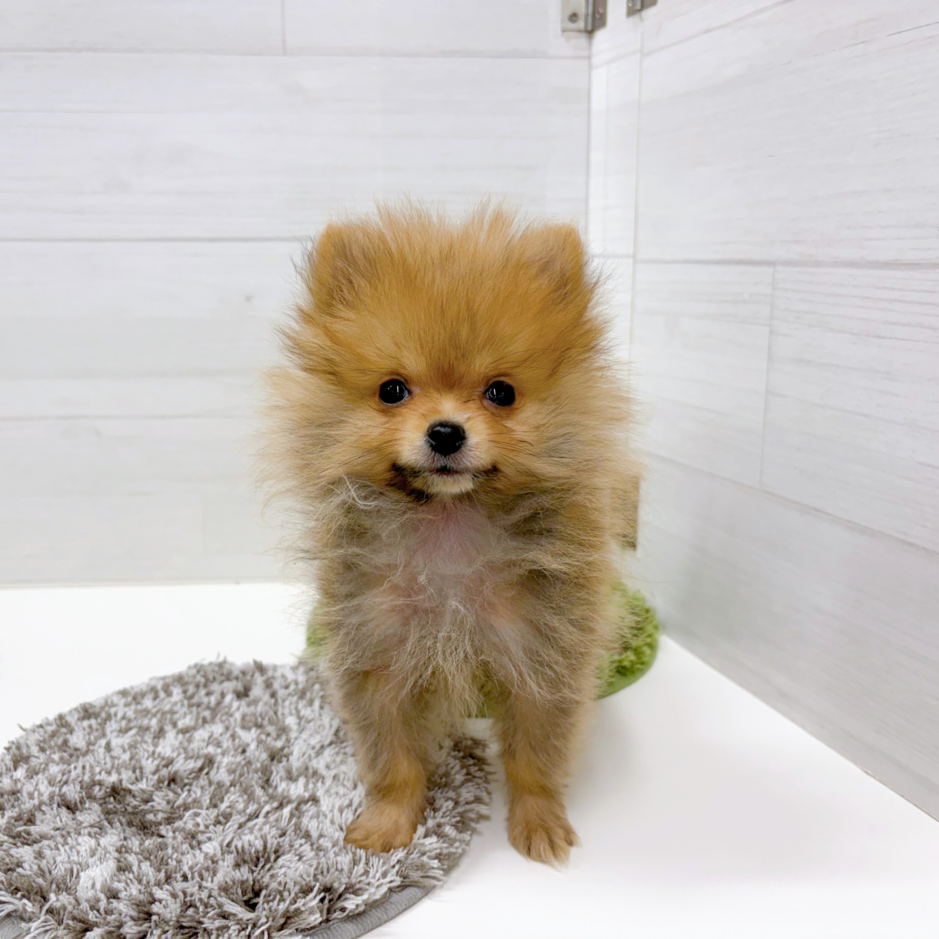 石川県のポメラニアン (犬の家＆猫の里アミーゴ金沢おこばた店/2025年12月3日生まれ/男の子/オレンジセーブル)の子犬の1枚目の画像