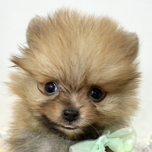 石川県のポメラニアン (犬の家＆猫の里アミーゴ金沢おこばた店/2025年12月3日生まれ/男の子/オレンジセーブル)の子犬