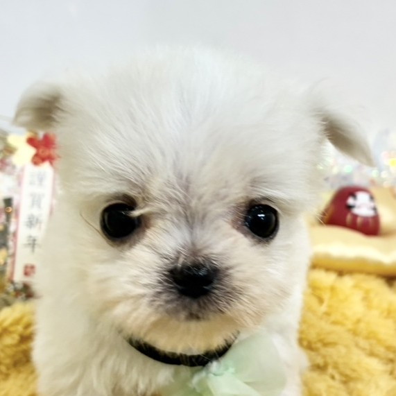 愛知県のチワマル/マルチワ(チワワ×マルチーズ) (犬の家＆猫の里一宮店/2025年12月13日生まれ/女の子/クリームホワイト)の子犬の2枚目の画像