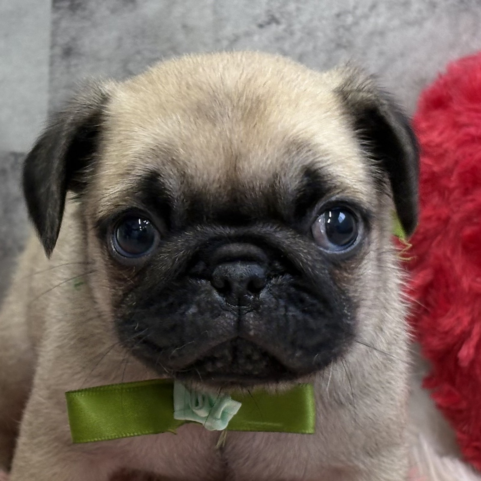 石川県のパグ (犬の家＆猫の里金沢店/2025年12月16日生まれ/男の子/フォーン)の子犬