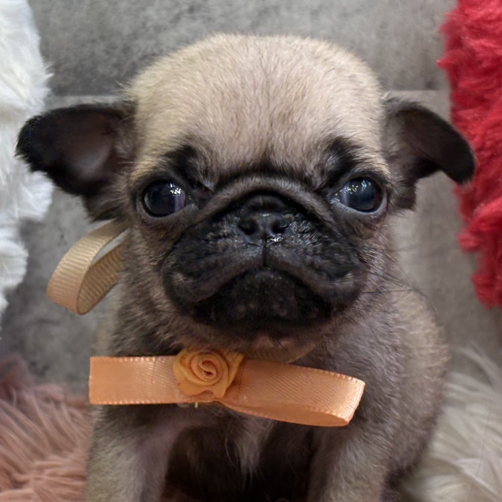 愛知県のパグ (犬の家＆猫の里春日井本店/2025年12月16日生まれ/女の子/フォーン)の子犬の1枚目の画像