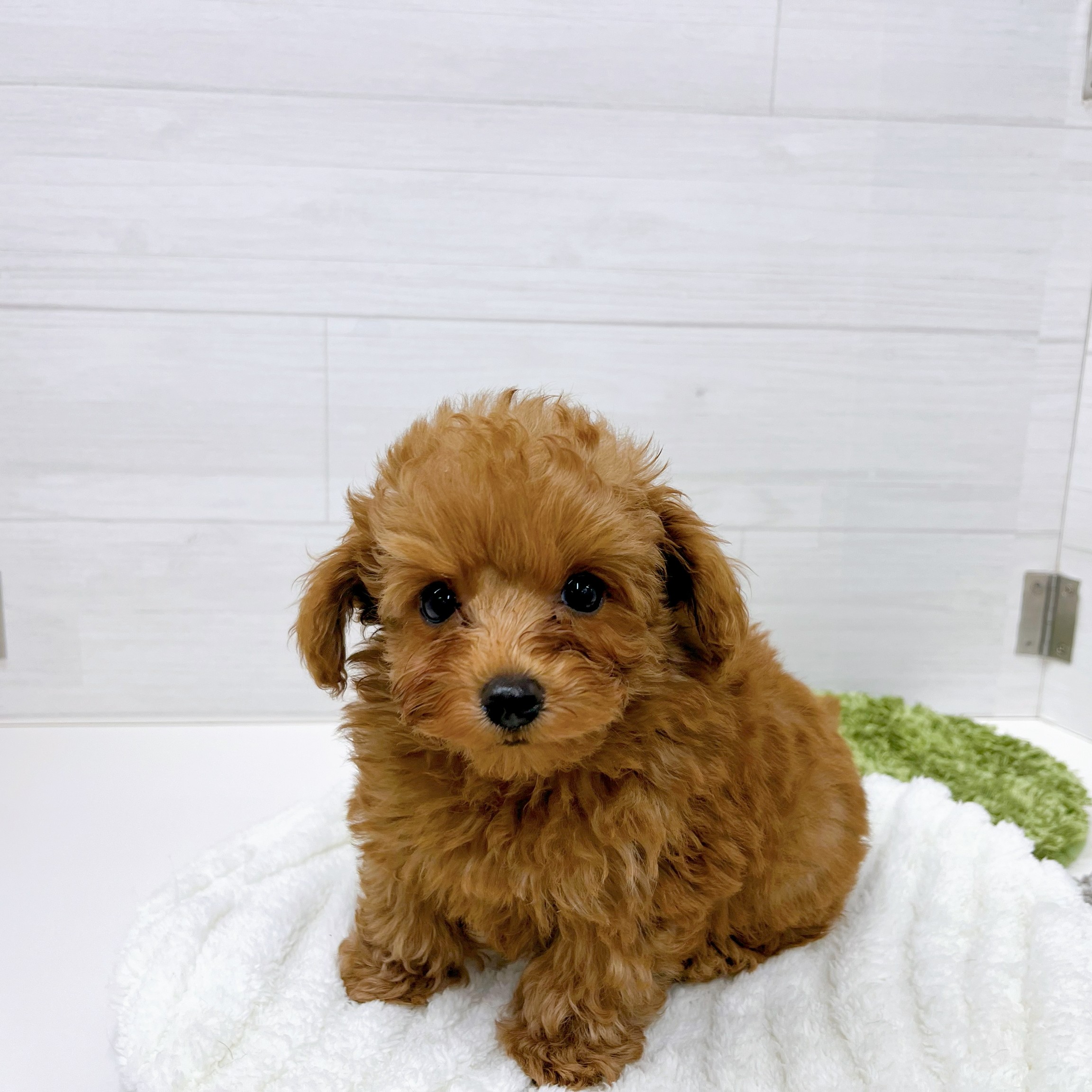 石川県のトイプードル(トイ) (犬の家＆猫の里アミーゴ金沢おこばた店/2025年12月16日生まれ/男の子/レッドフォーン)の子犬の1枚目の画像