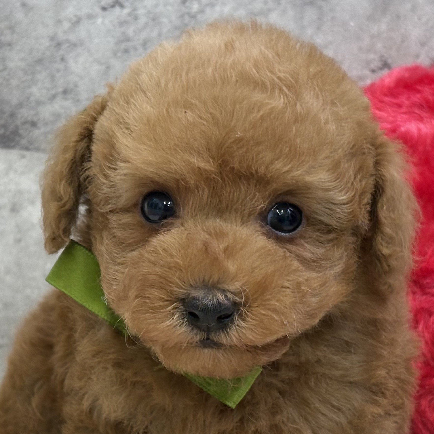 兵庫県のトイプードル(トイ) (犬の家＆猫の里ゆめタウン姫路店/2025年12月16日生まれ/男の子/レッドフォーン)の子犬