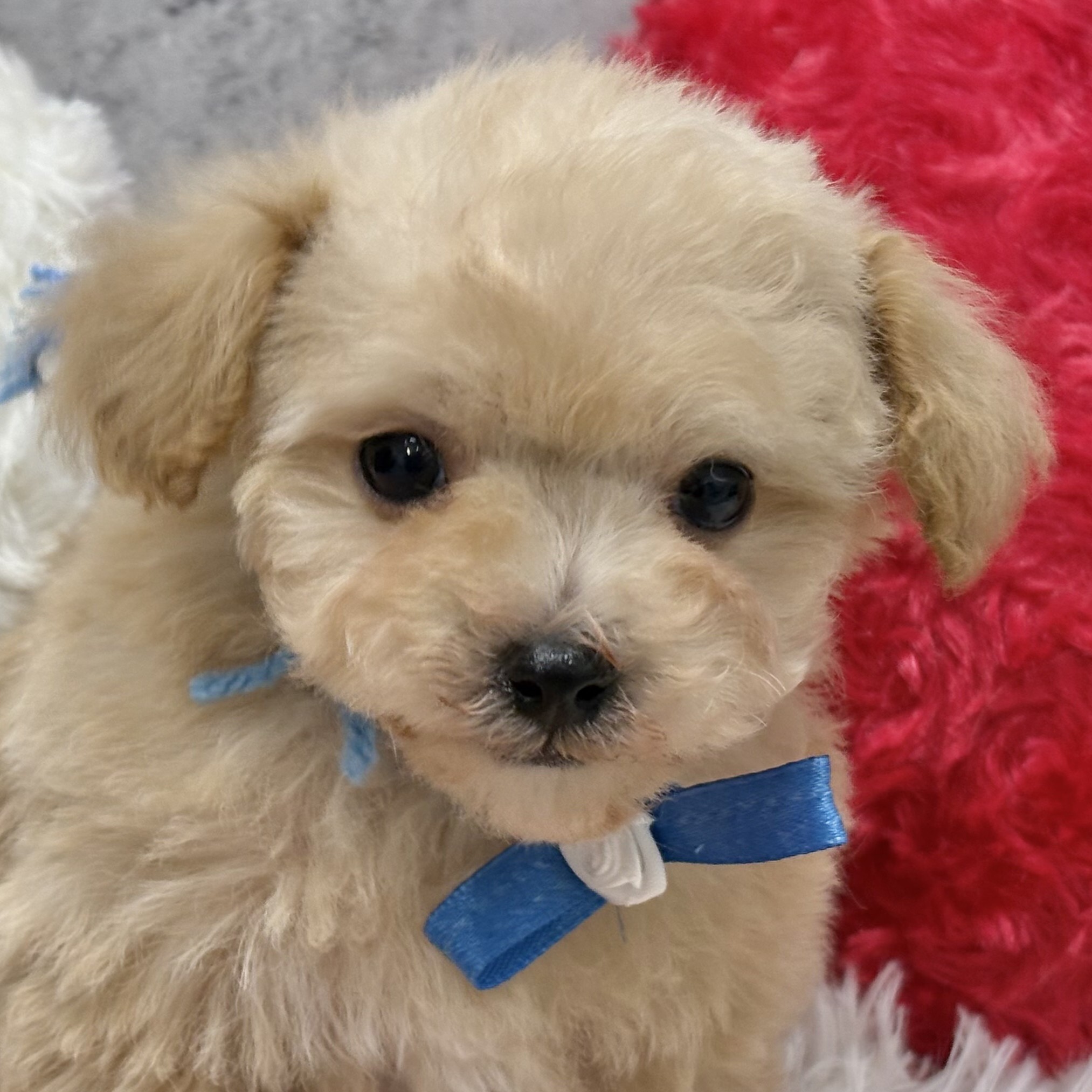 愛知県のマルプー(マルチーズ×プードル) (犬の家＆猫の里一宮店/2025年12月17日生まれ/男の子/クリーム)の子犬の2枚目の画像