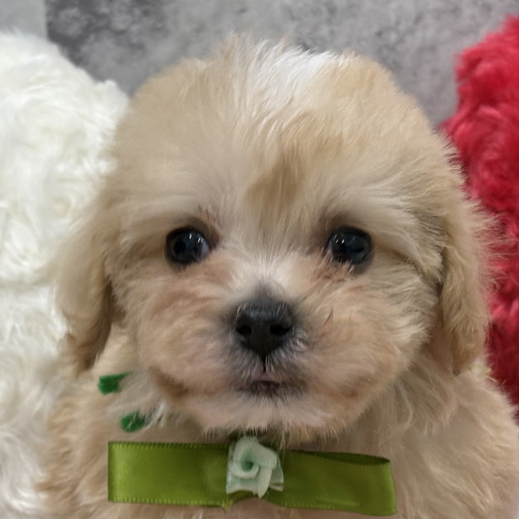 愛知県のマルプー(マルチーズ×プードル) (犬の家＆猫の里MiO香久山店/2025年12月17日生まれ/男の子/クリームホワイト)の子犬