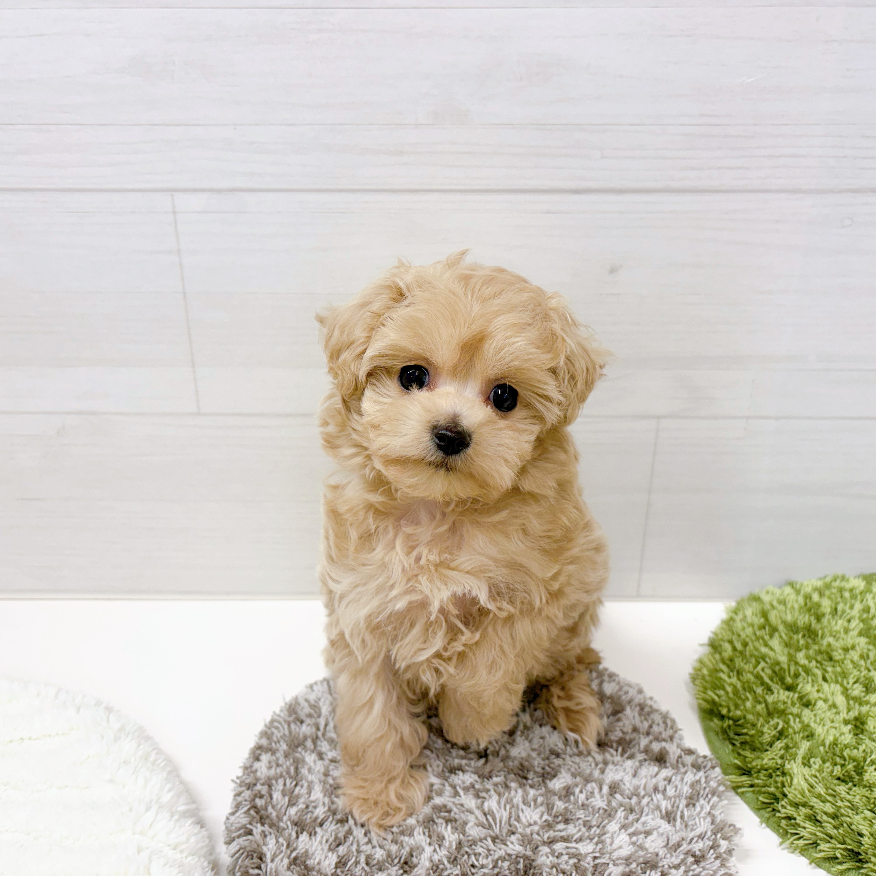 ハーフ犬女の子の写真