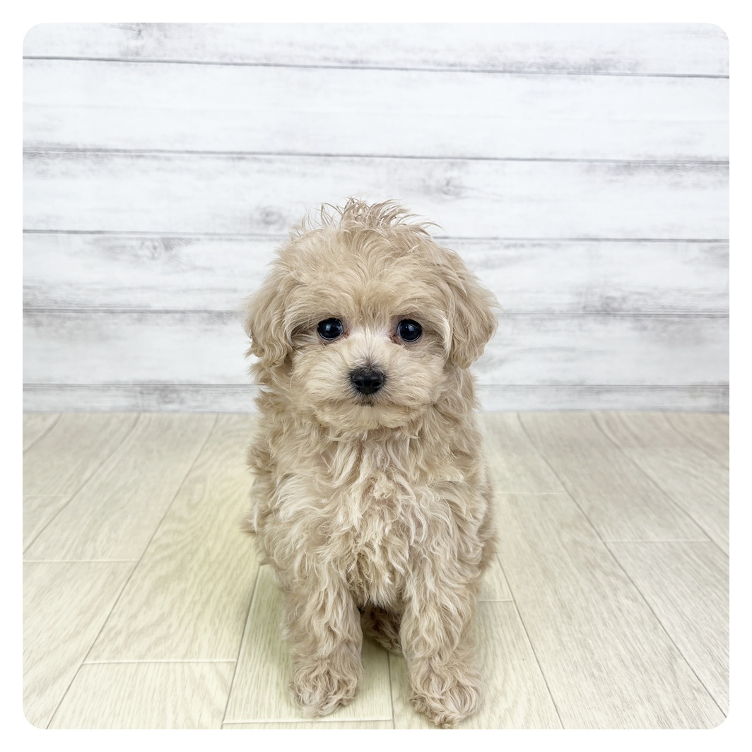 石川県のマルプー(マルチーズ×プードル) (犬の家＆猫の里アミーゴ金沢おこばた店/2025年12月16日生まれ/女の子/アプリコット)の子犬