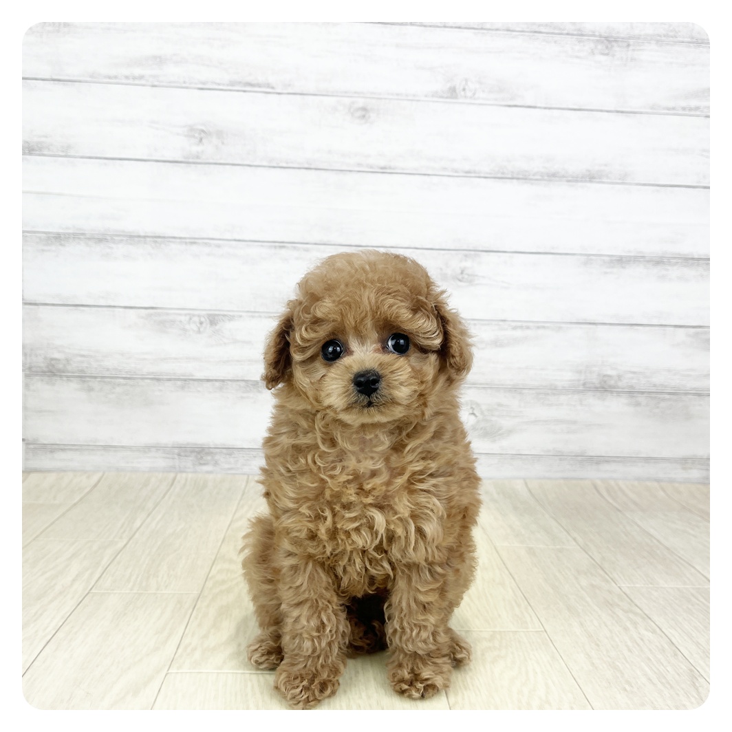 愛知県のトイプードル(トイ) (犬の家＆猫の里碧南店/2025年12月16日生まれ/女の子/オレンジフォーン)の子犬の3枚目の画像