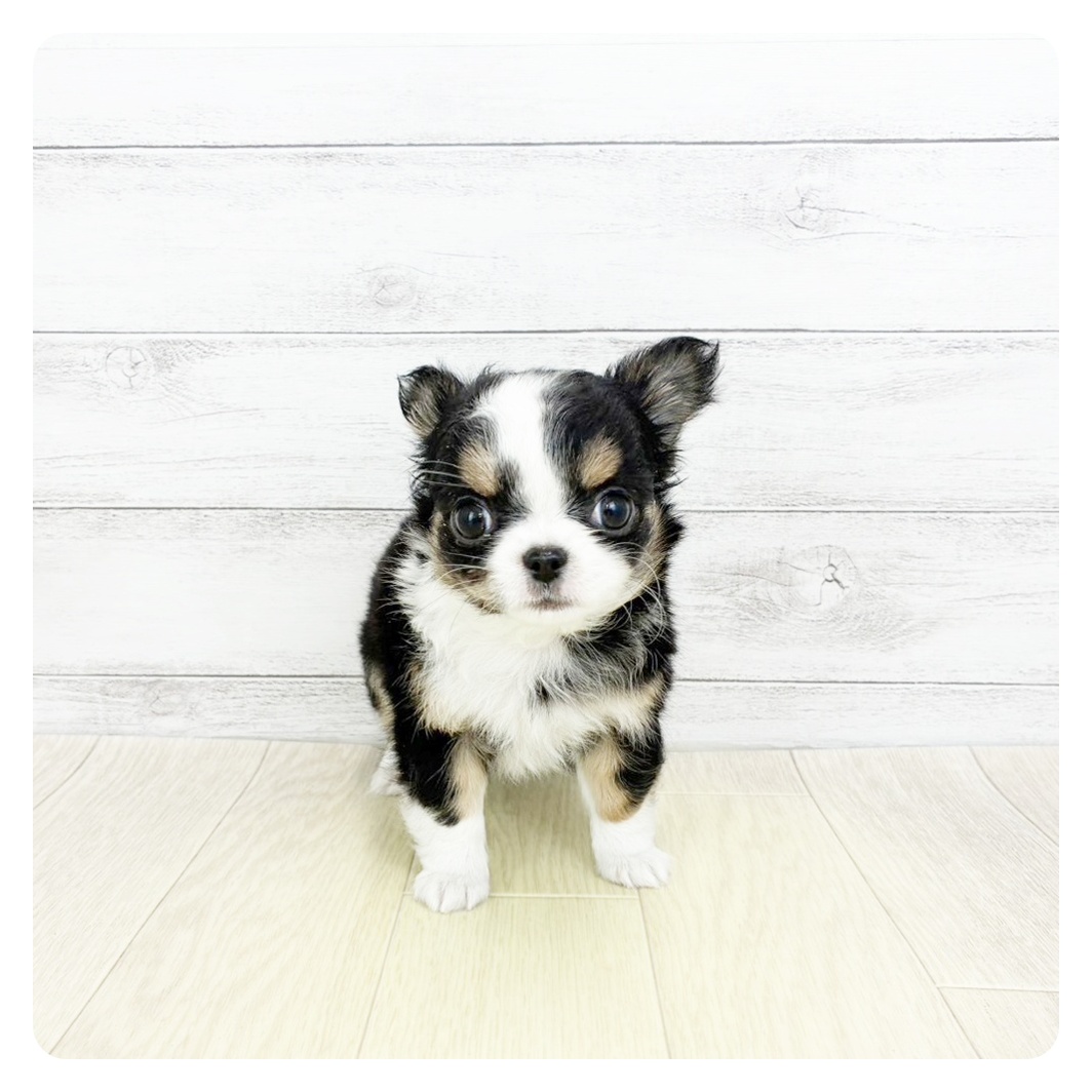 兵庫県のチワワ(ロング) (犬の家＆猫の里カナート西神戸店/2025年12月14日生まれ/男の子/ブラックタンホワイト)の子犬