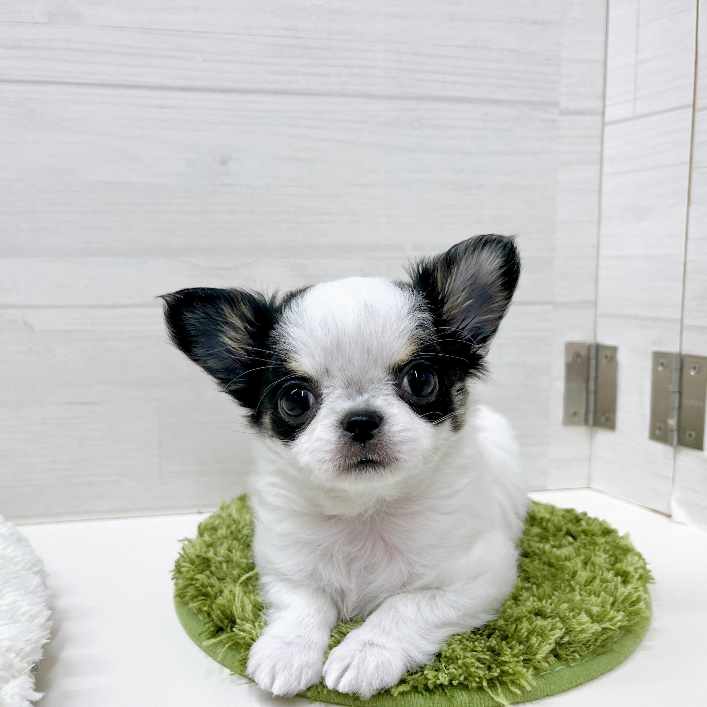 石川県のチワワ(ロング) (犬の家＆猫の里アミーゴ金沢おこばた店/2025年12月14日生まれ/女の子/ホワイトブラックタン)の子犬の1枚目の画像