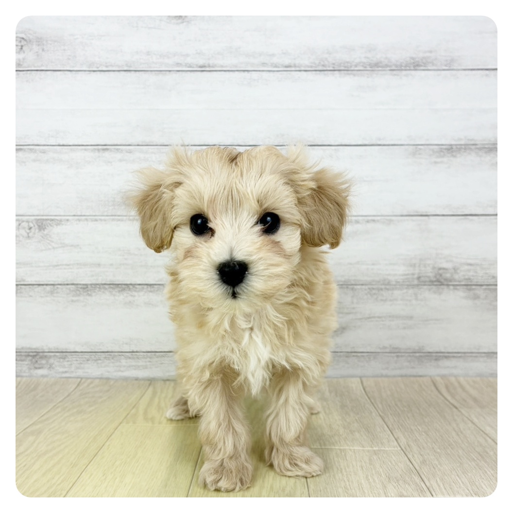 岡山県のマルプー(マルチーズ×プードル) (犬の家＆猫の里倉敷店/2025年12月16日生まれ/男の子/クリーム)の子犬