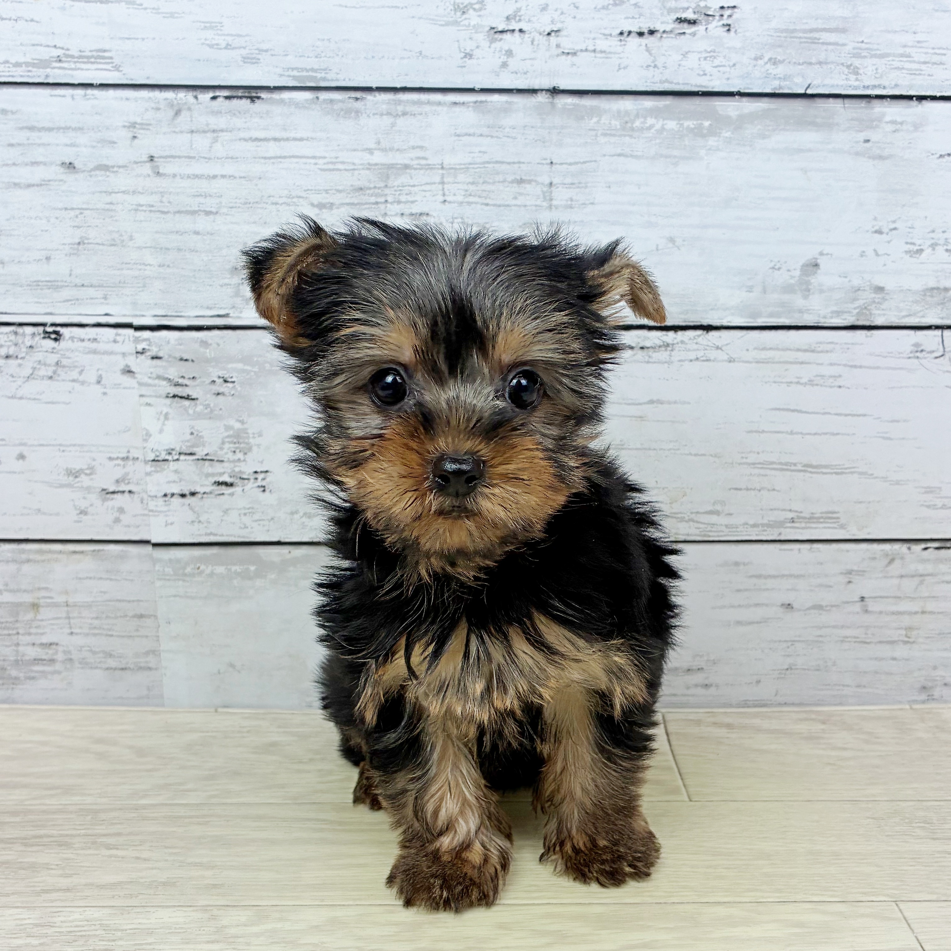 兵庫県のヨークシャーテリア (犬の家＆猫の里川西店/2025年12月18日生まれ/女の子/スチールブルータン)の子犬