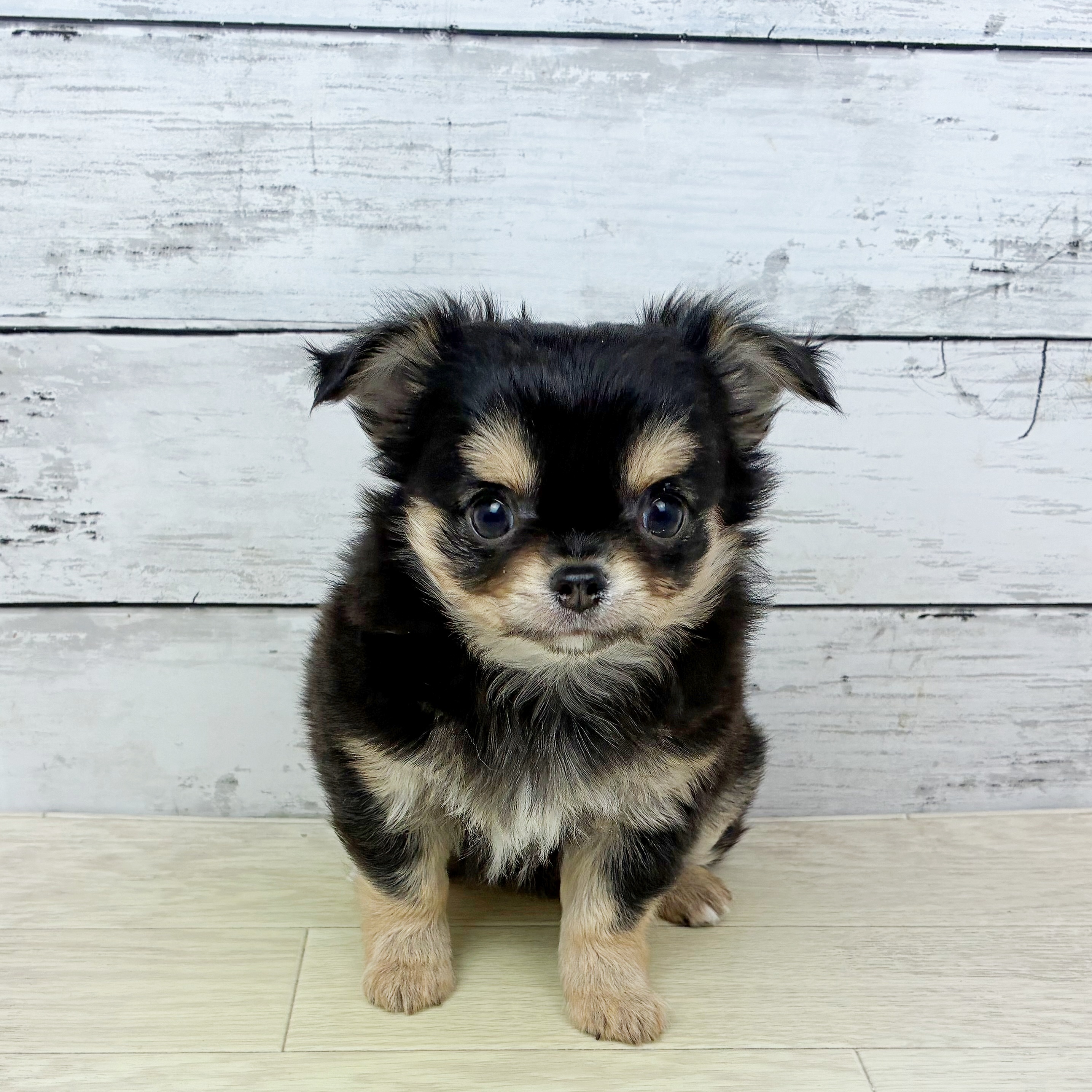 福井県のチワワ(ロング) (犬の家＆猫の里アミーゴ福井店/2025年12月18日生まれ/男の子/ブラックタン)の子犬