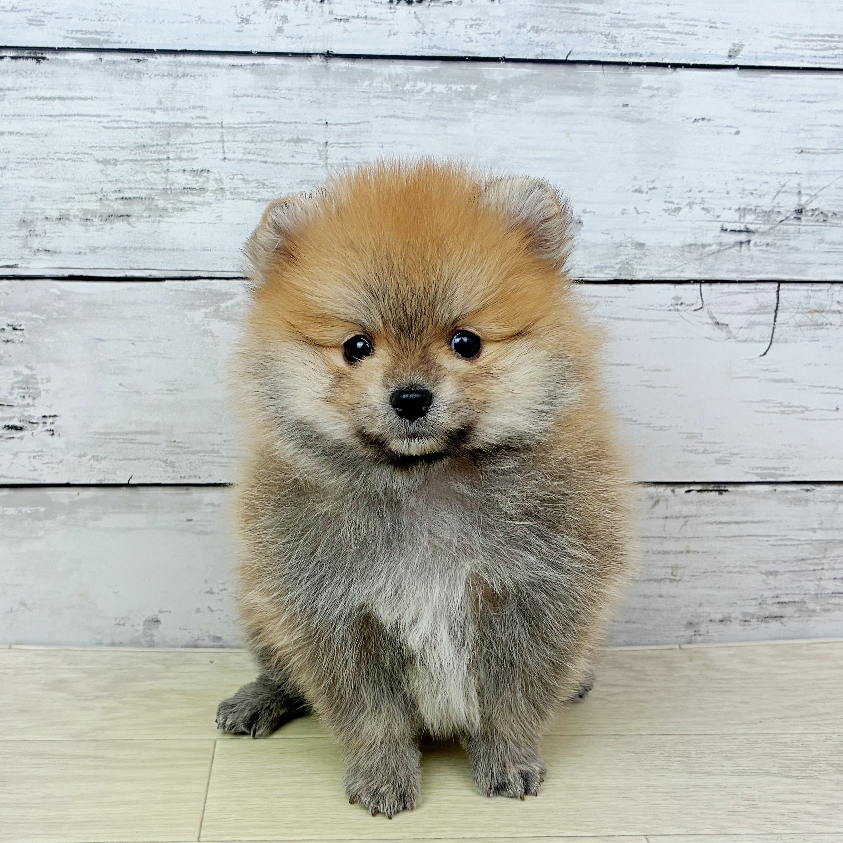 滋賀県のポメラニアン (犬の家＆猫の里近江八幡店/2025年12月15日生まれ/男の子/オレンジ)の子犬の2枚目の画像