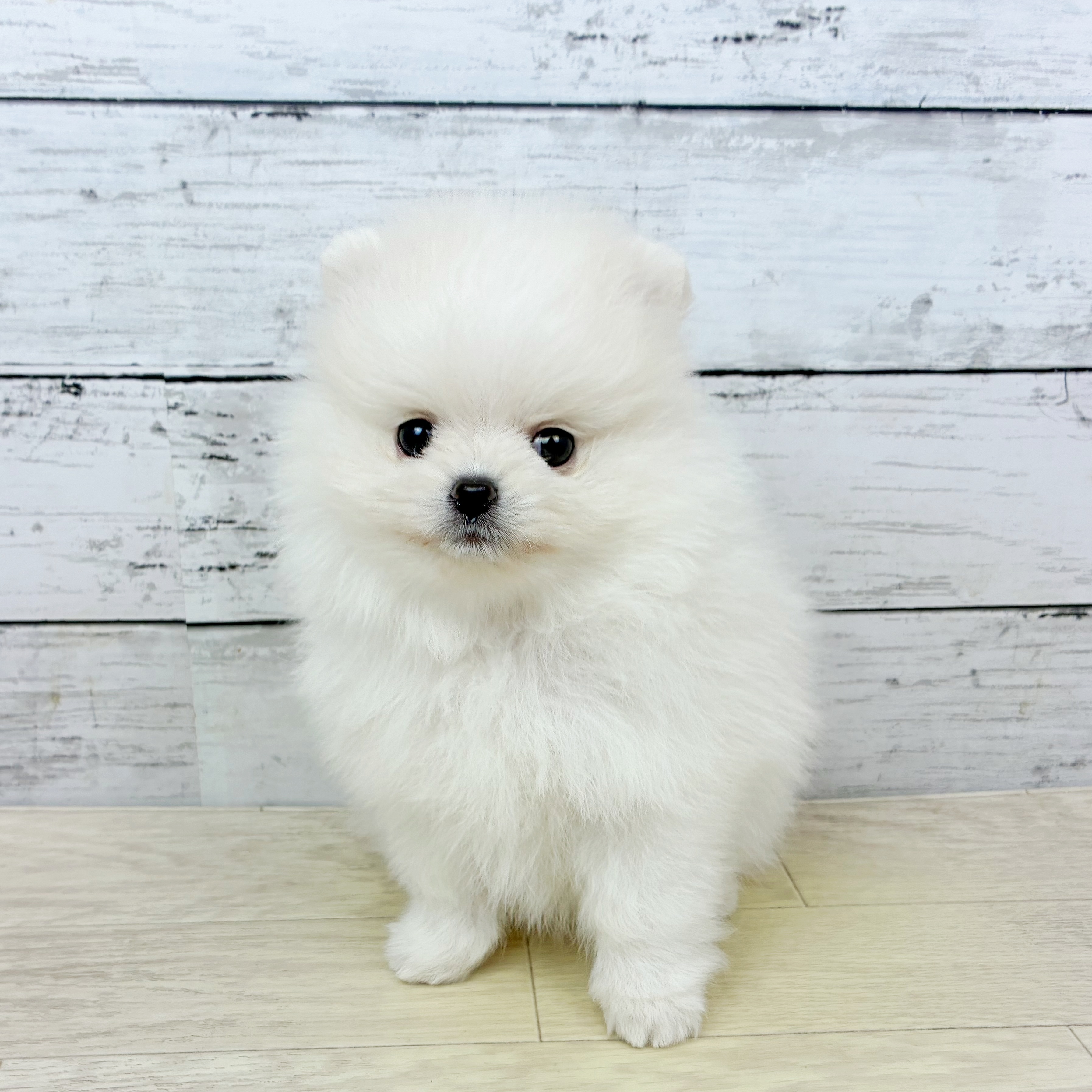 滋賀県のポメラニアン (犬の家＆猫の里近江八幡店/2025年12月16日生まれ/女の子/ホワイト)の子犬