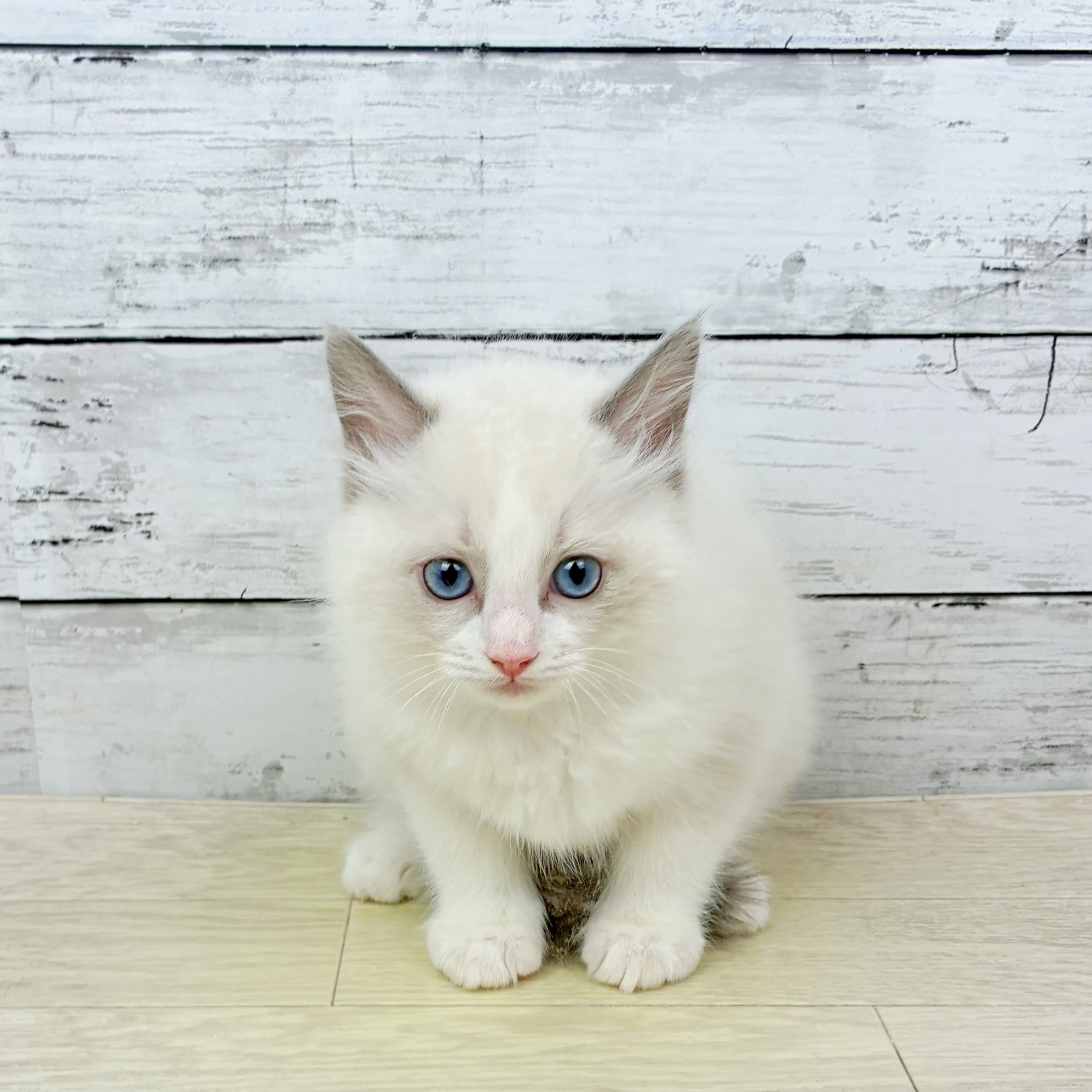 兵庫県のラグドール (犬の家＆猫の里ニッケパークタウン加古川店/2025年12月14日生まれ/男の子/ブルーポイントバイカラー)の子猫