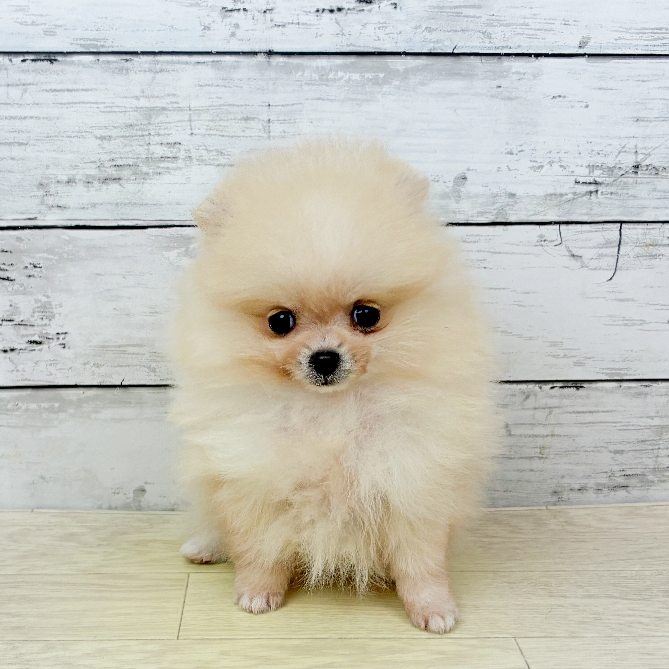 滋賀県のポメラニアン (犬の家＆猫の里近江八幡店/2025年12月13日生まれ/女の子/クリーム)の子犬