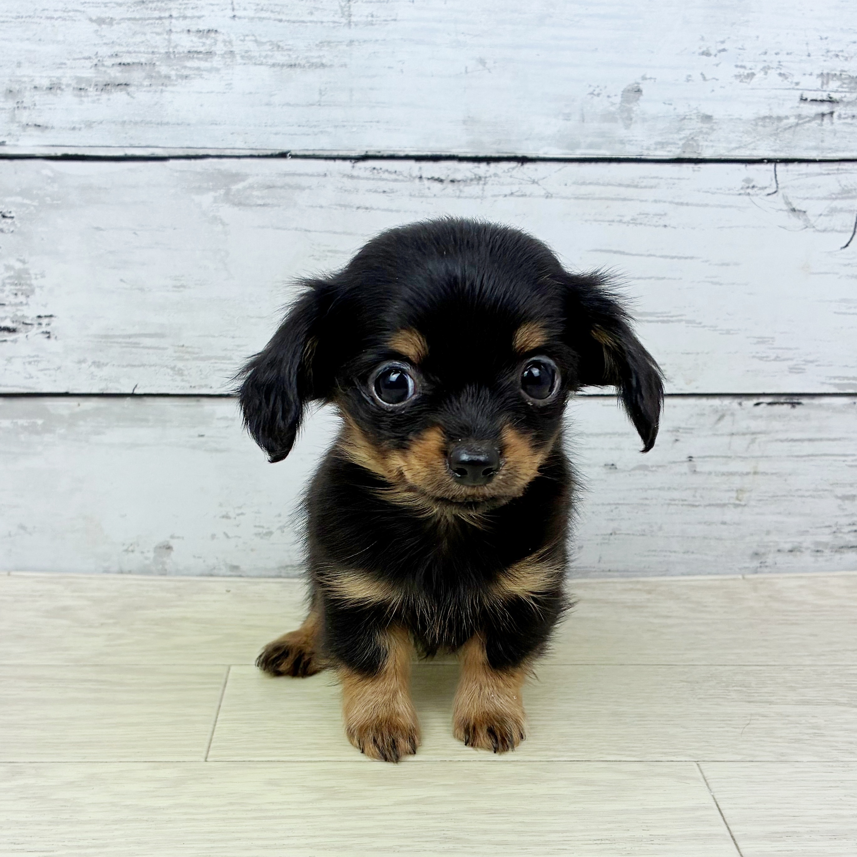 京都府のチワックス(チワワ×ダックス) (犬の家＆猫の里京都精華店/2025年12月17日生まれ/男の子/ブラックタン)の子犬