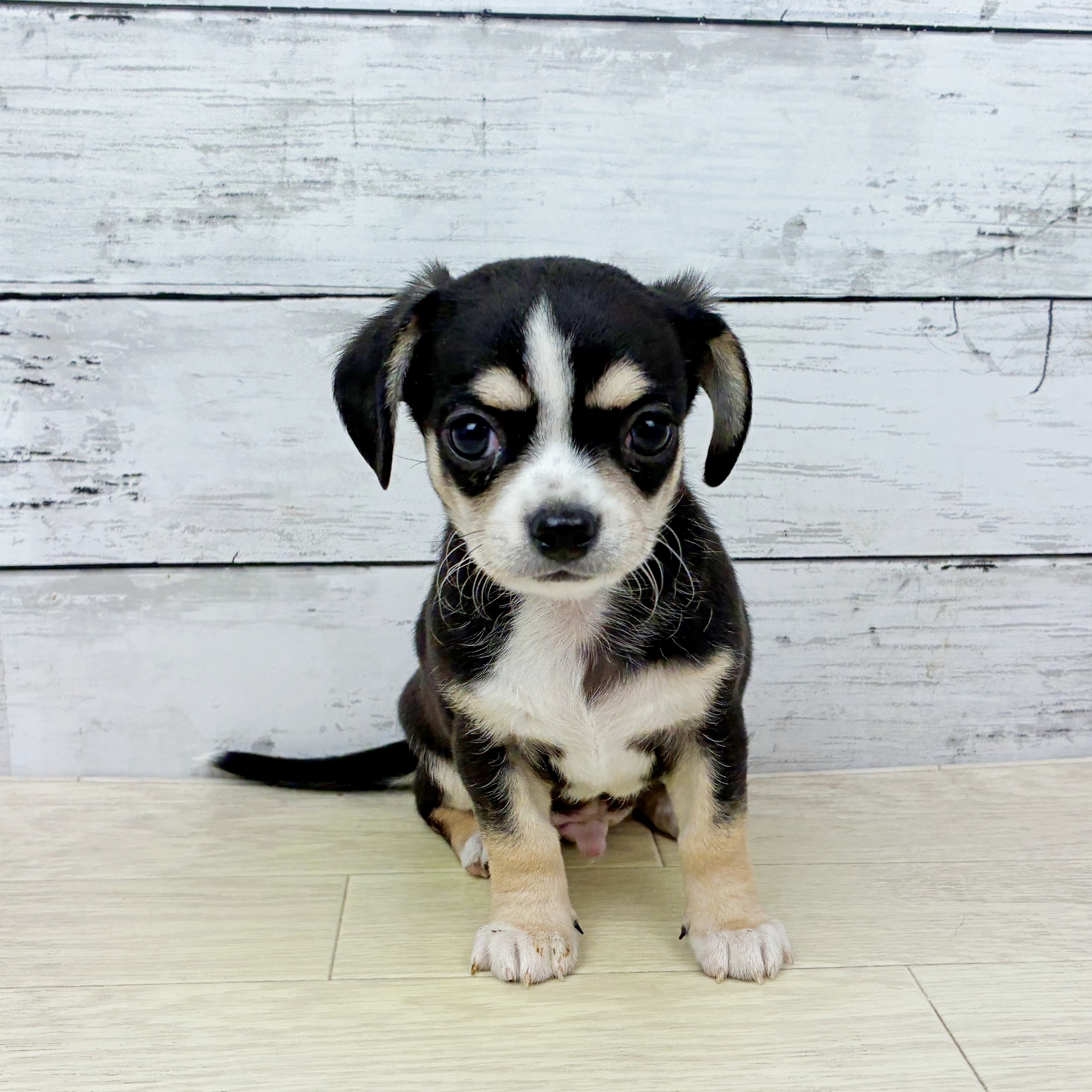 滋賀県のチワックス(チワワ×ダックス) (犬の家＆猫の里近江八幡店/2025年12月16日生まれ/男の子/ブラックタンホワイト)の子犬