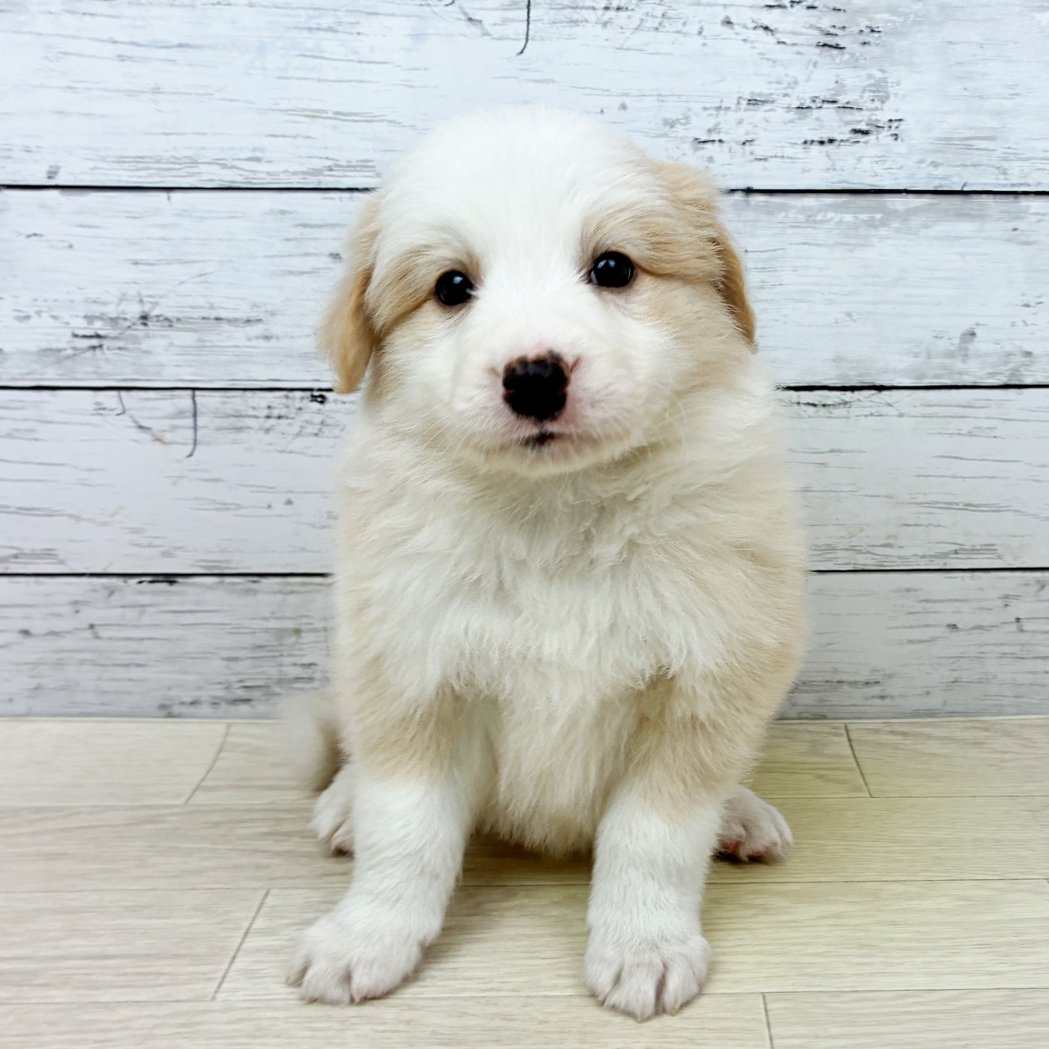 滋賀県のボーダーコリー (犬の家＆猫の里近江八幡店/2025年12月16日生まれ/男の子/レッドホワイト)の子犬