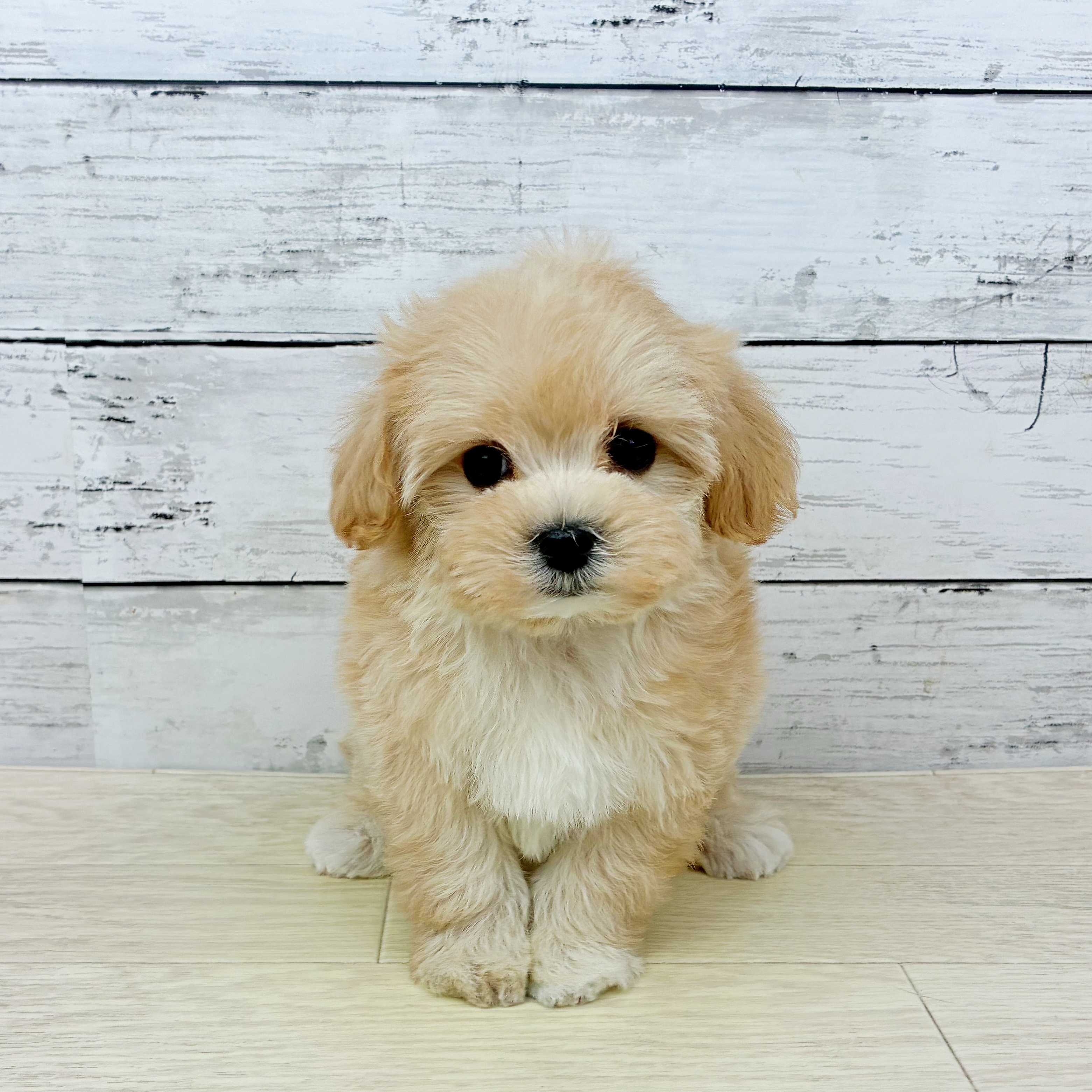 福井県のマルプー(マルチーズ×プードル) (犬の家＆猫の里アミーゴ福井店/2025年12月17日生まれ/女の子/クリーム)の子犬