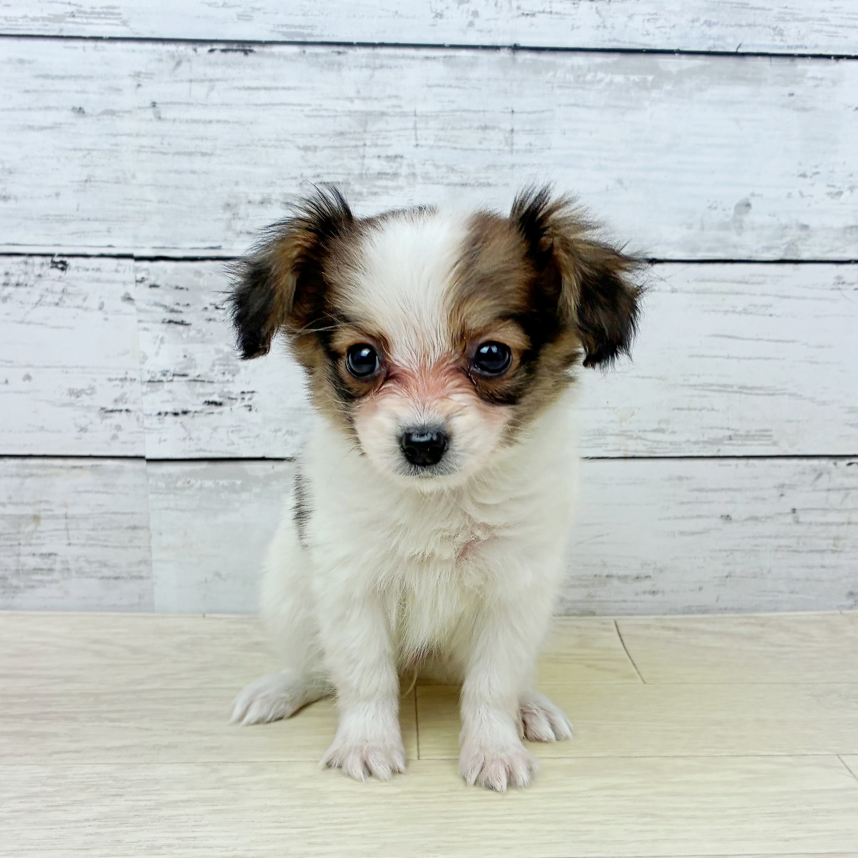 兵庫県のパピヨン (犬の家＆猫の里ゆめタウン姫路店/2025年12月16日生まれ/女の子/ホワイトブラウン)の子犬