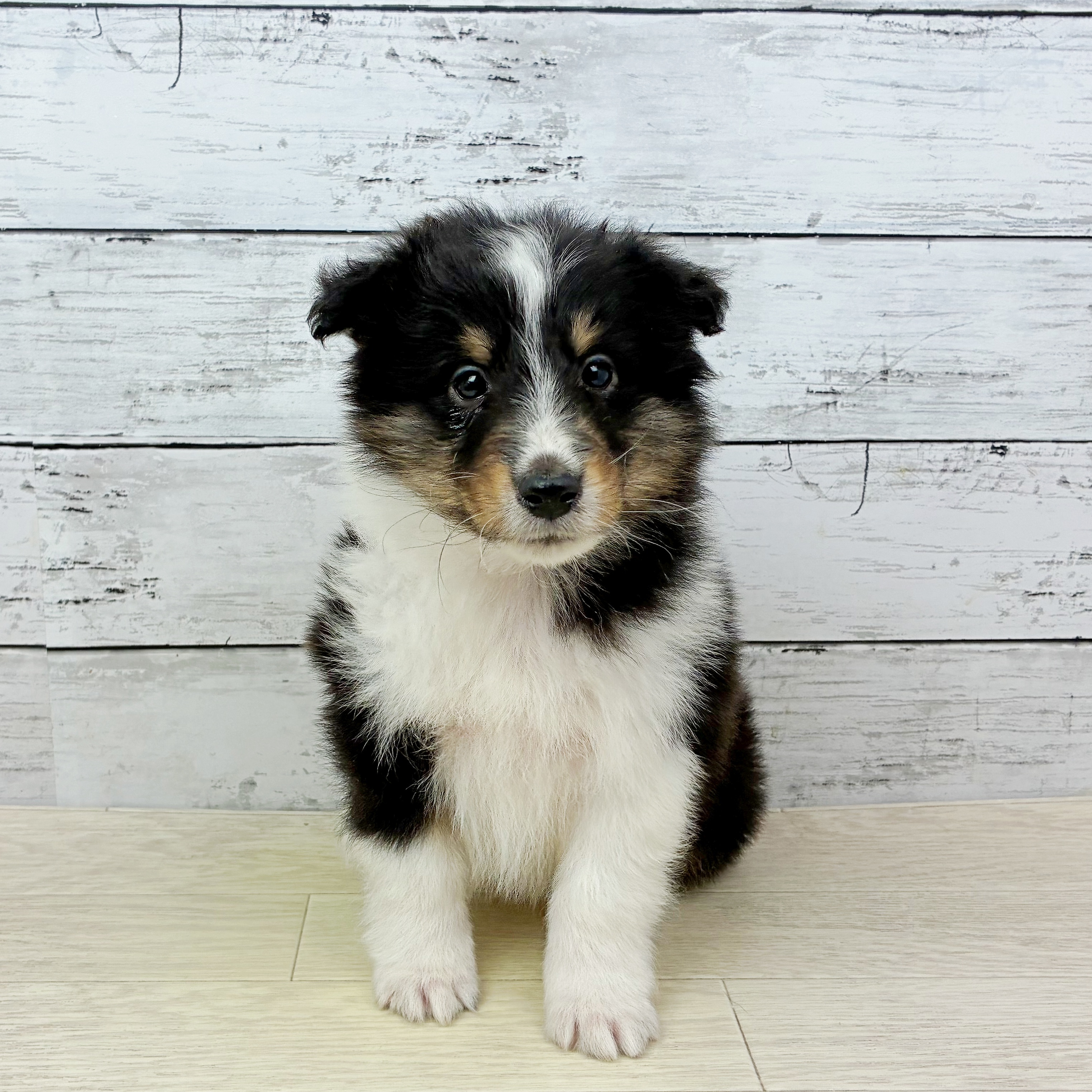 滋賀県のシェットランドシープドッグ (犬の家＆猫の里長浜店/2025年12月18日生まれ/男の子/ブラックタンホワイト)の子犬