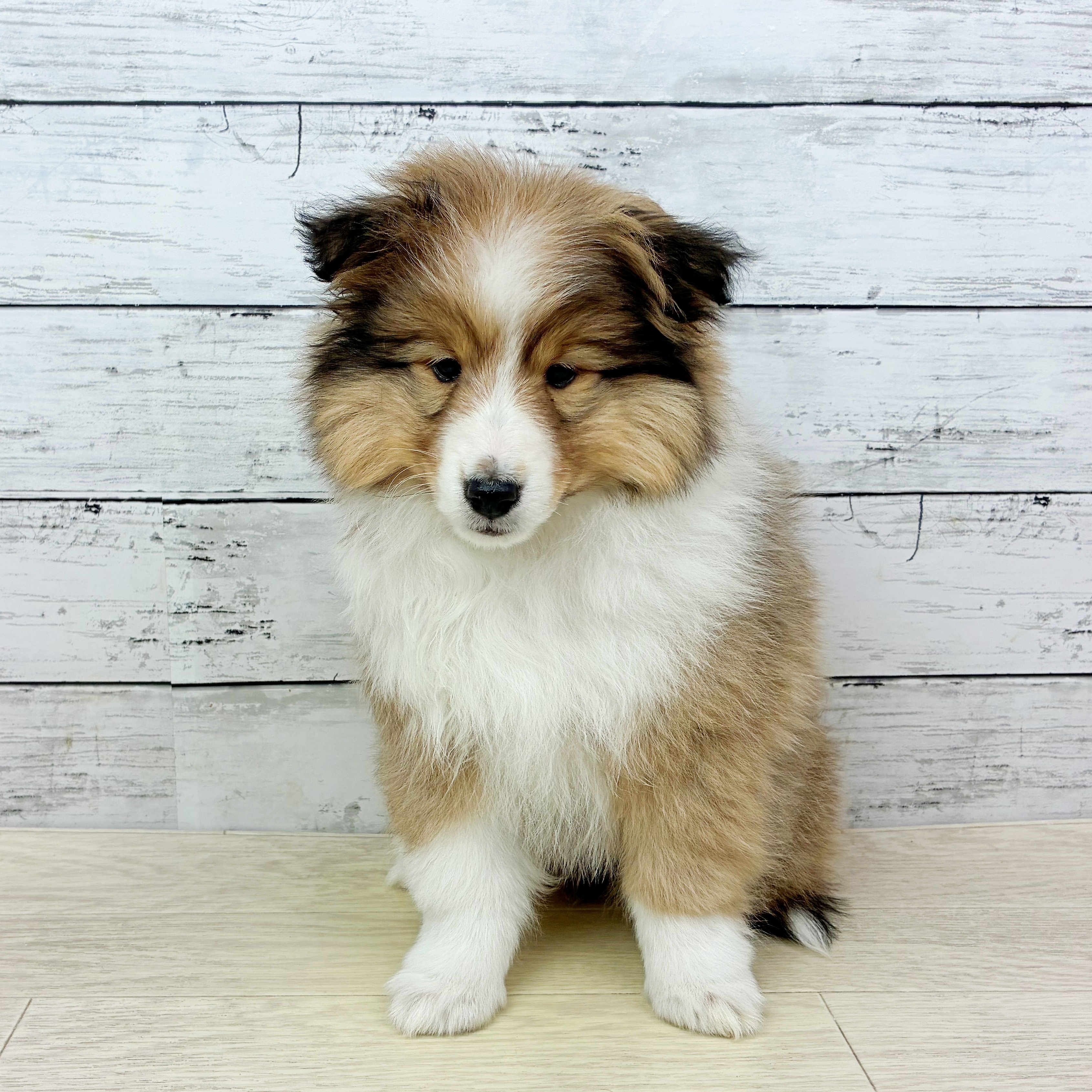 滋賀県のシェットランドシープドッグ (犬の家＆猫の里近江八幡店/2025年12月12日生まれ/女の子/セーブルホワイト)の子犬