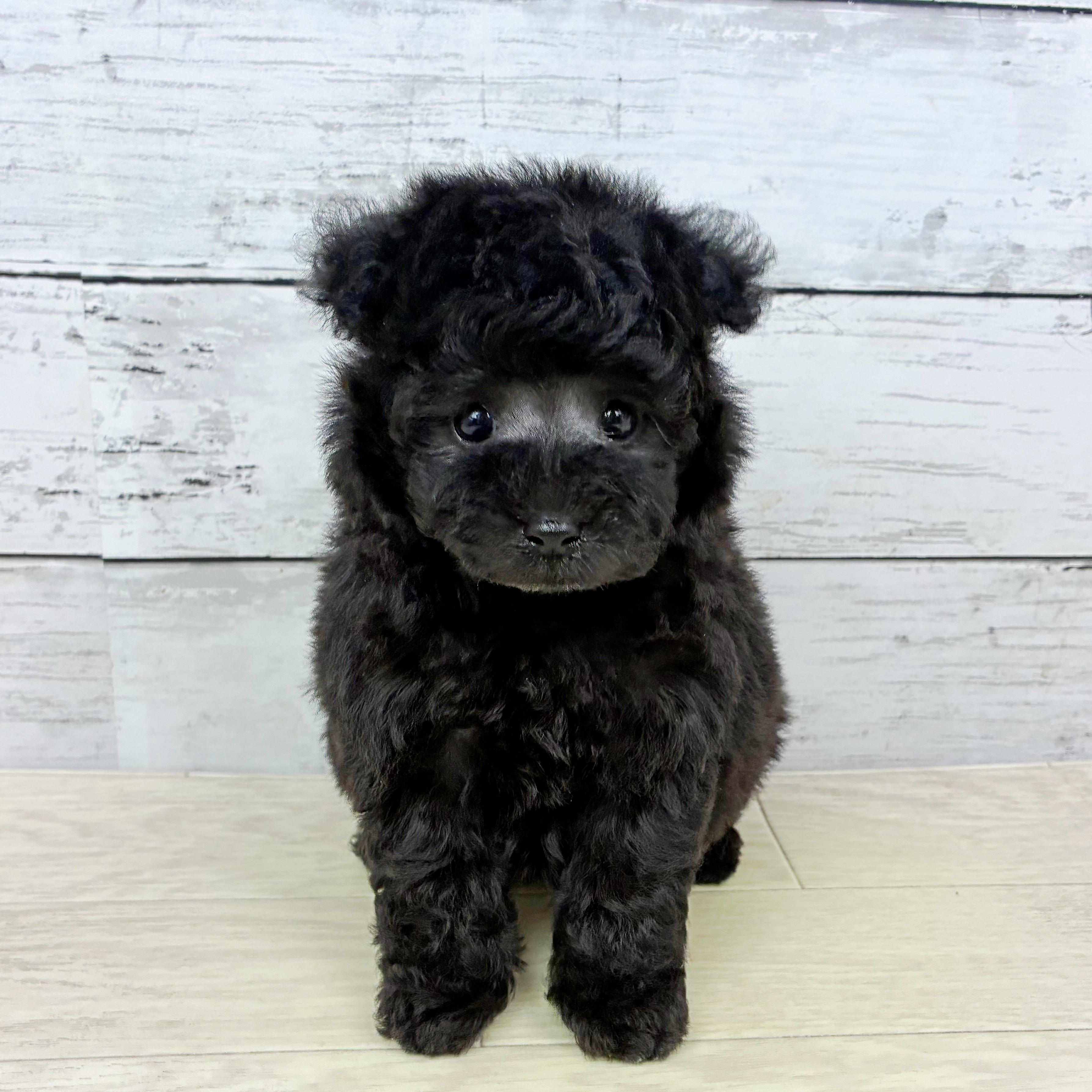 滋賀県のトイプードル(ティーカップ) (犬の家＆猫の里近江八幡店/2025年12月18日生まれ/男の子/グレー)の子犬