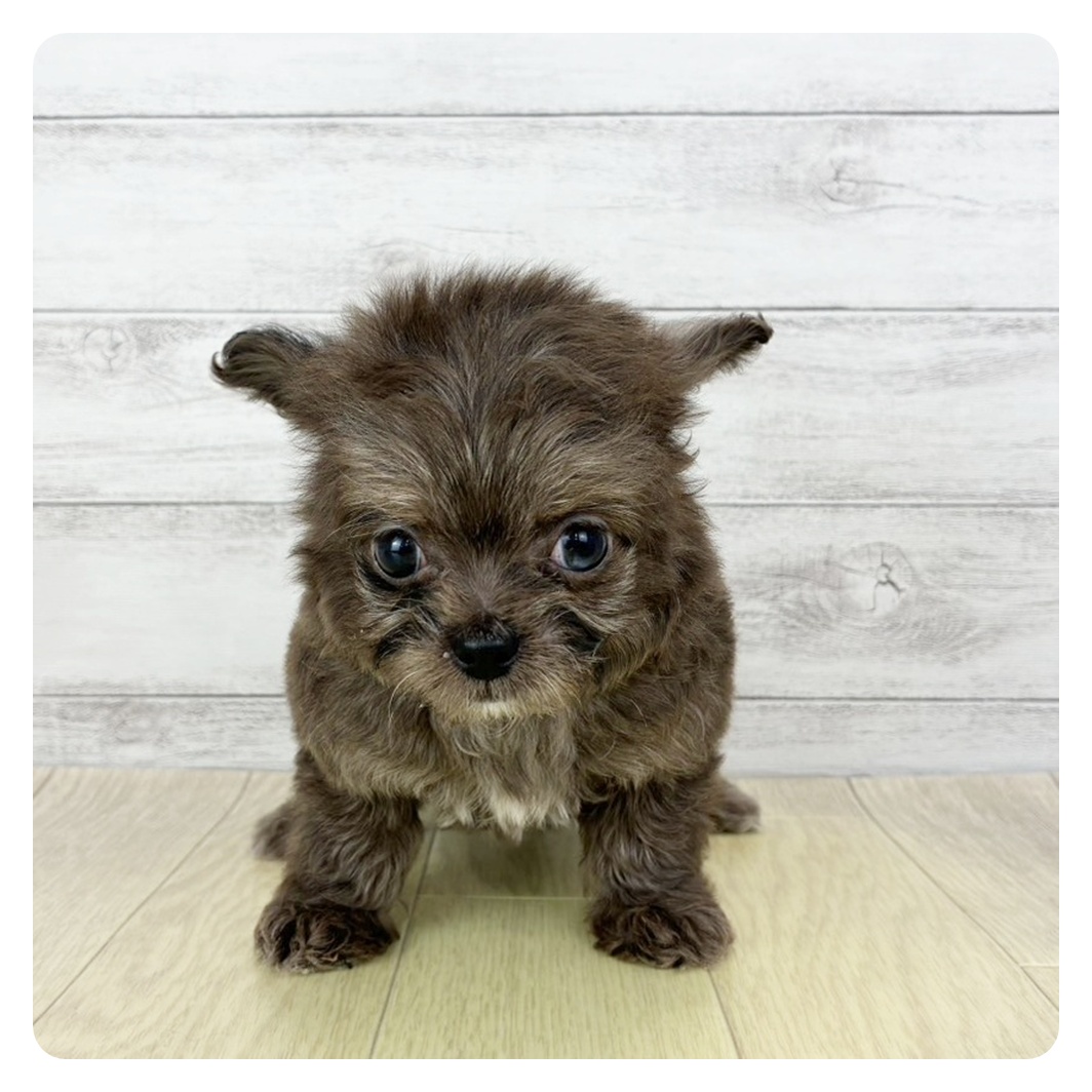 愛知県のチワプー/プーチー(チワワ×プードル) (犬の家＆猫の里春日井本店/2025年12月18日生まれ/男の子/ブルーマールホワイト)の子犬