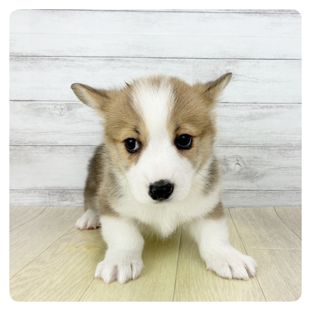 愛知県のウェルシュコーギーペンブローク (犬の家＆猫の里春日井本店/2025年12月19日生まれ/男の子/レッドホワイト)の子犬