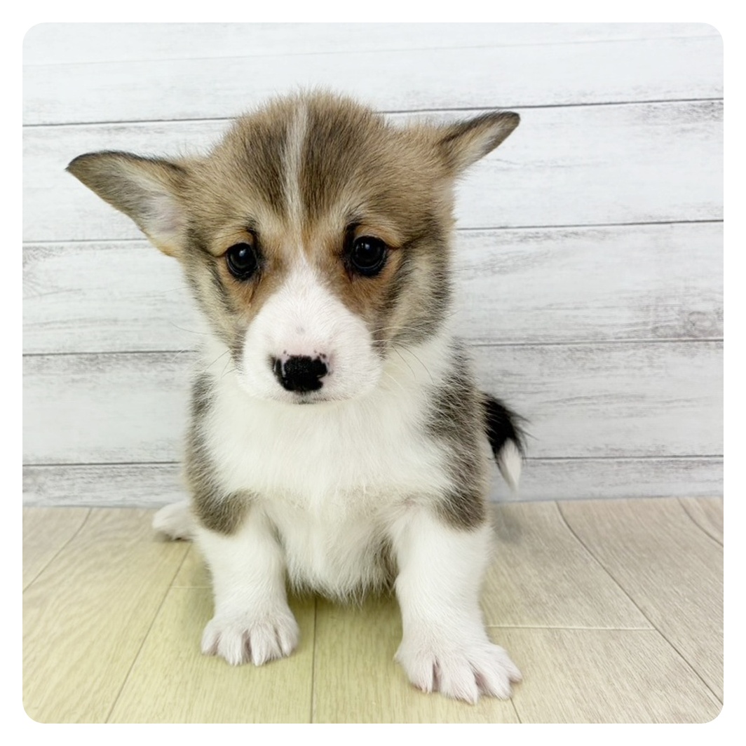 愛知県のウェルシュコーギーペンブローク (犬の家＆猫の里春日井本店/2025年12月19日生まれ/男の子/レッドホワイト)の子犬