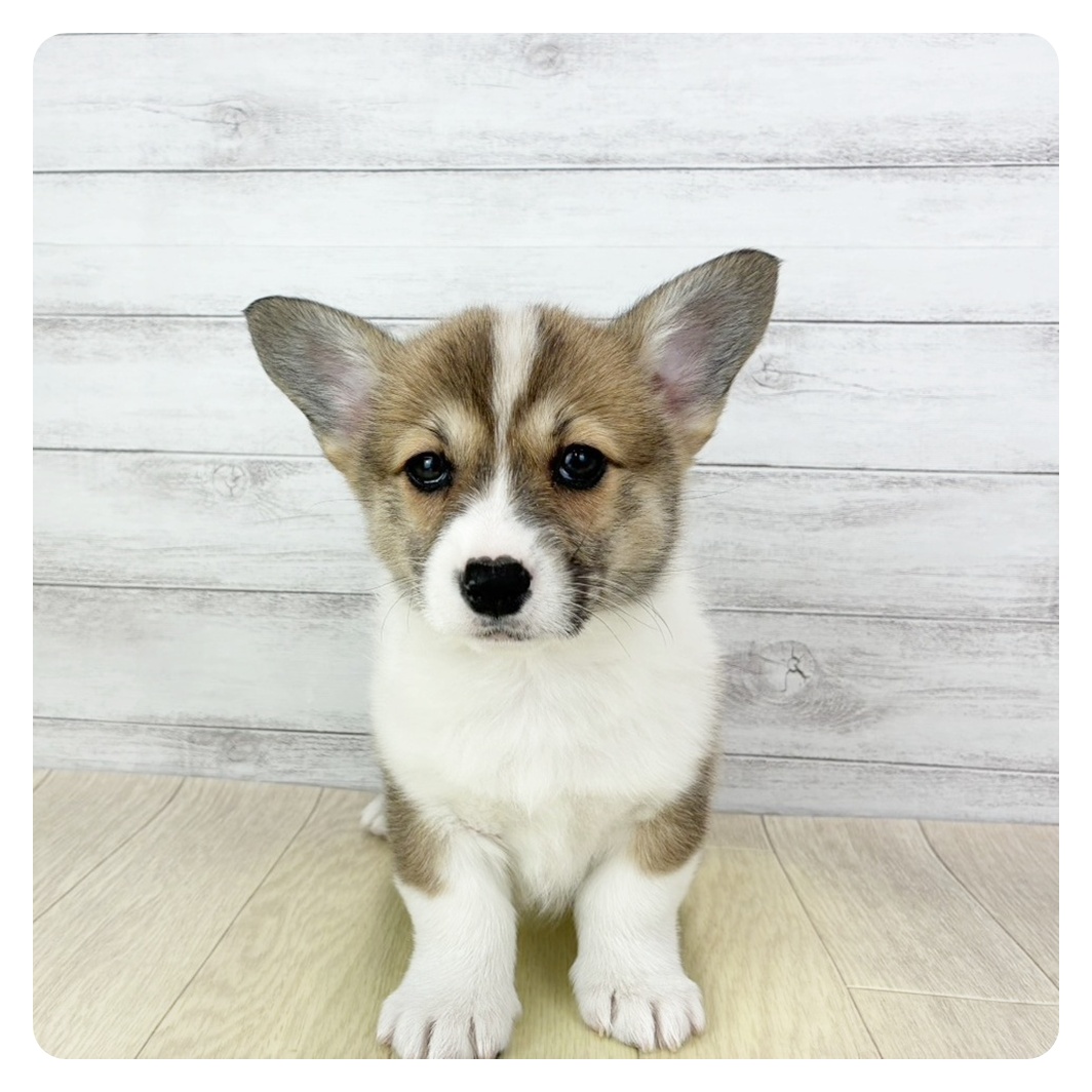 愛知県のウェルシュコーギーペンブローク (犬の家＆猫の里春日井本店/2025年12月19日生まれ/女の子/レッドホワイト)の子犬