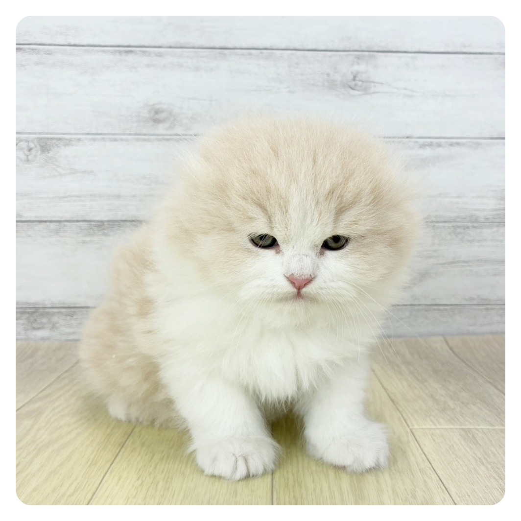 愛知県のスコティッシュフォールド (犬の家＆猫の里春日井本店/2025年12月18日生まれ/男の子/クリームタビーホワイト)の子猫