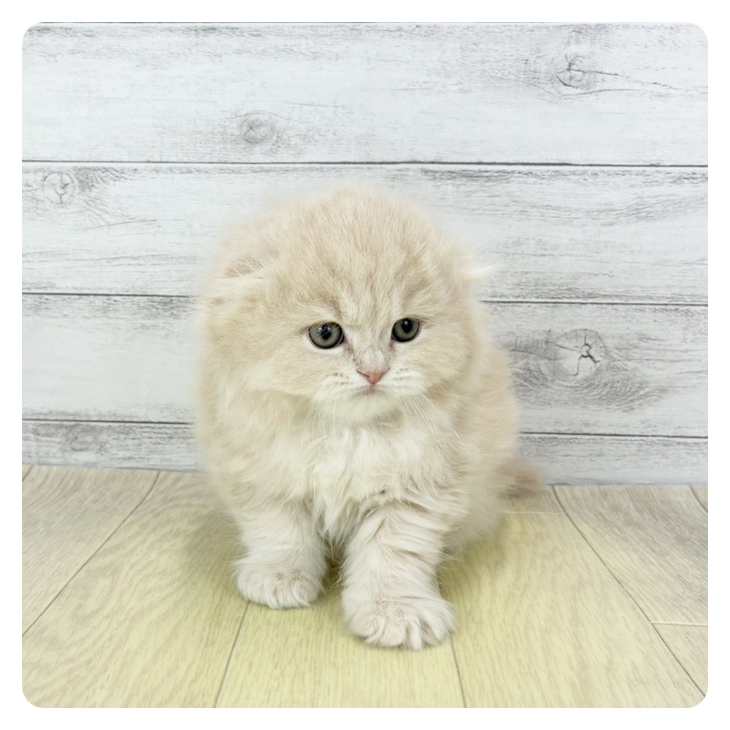 愛知県のスコティッシュフォールド (犬の家＆猫の里春日井本店/2025年12月18日生まれ/女の子/クリームタビー)の子猫