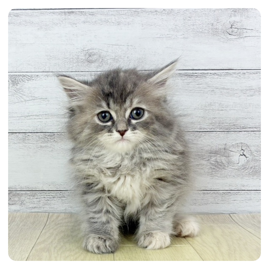 愛知県のサイベリアン (犬の家＆猫の里春日井本店/2025年12月10日生まれ/女の子/ブルーパッチドタビーホワイト)の子猫