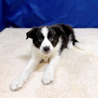 愛知県のボーダーコリー (犬の家＆猫の里一宮店/2025年12月18日生まれ/男の子/ブラックホワイト)の子犬の1枚目の画像