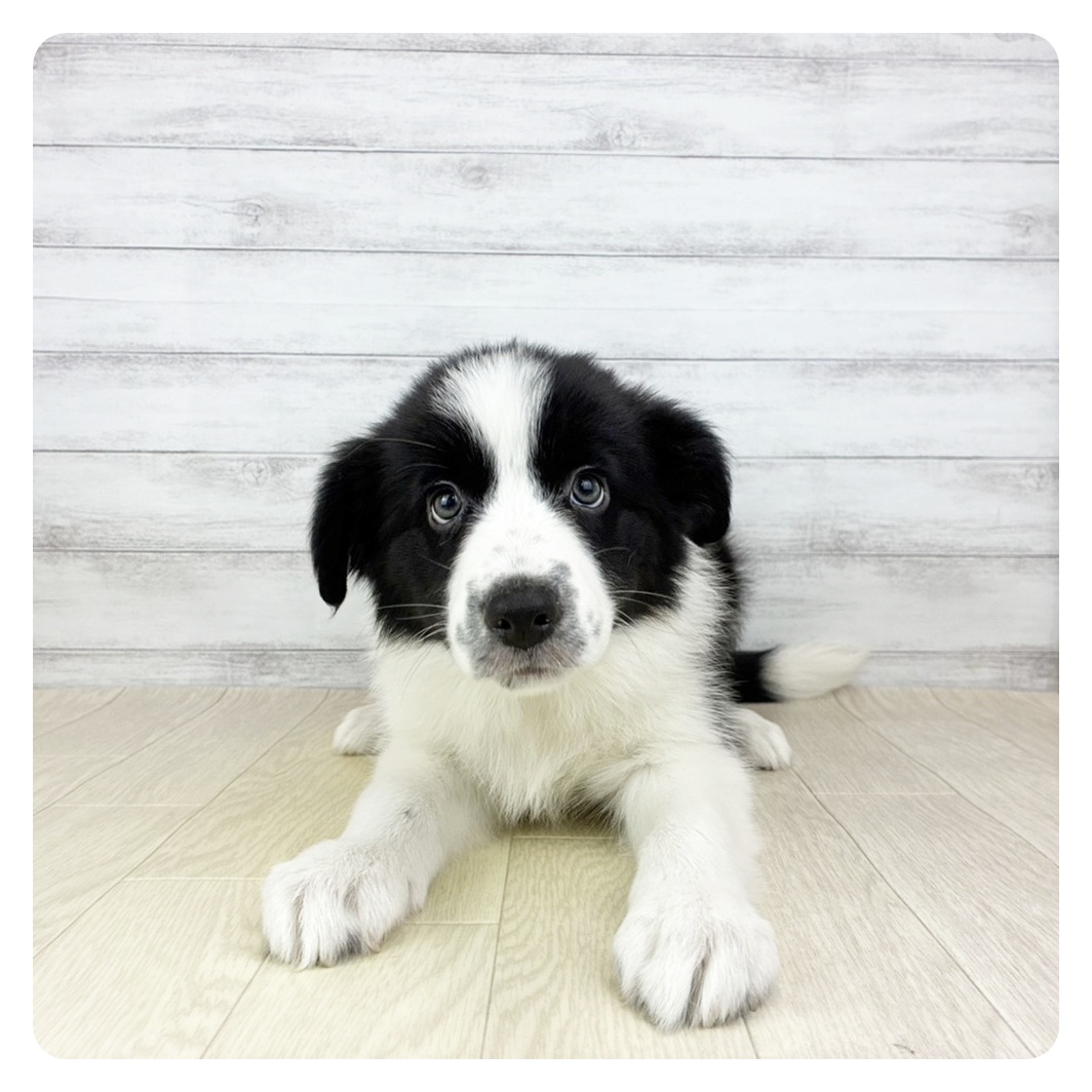 愛知県のボーダーコリー (犬の家＆猫の里一宮店/2025年12月18日生まれ/男の子/ブラックホワイト)の子犬