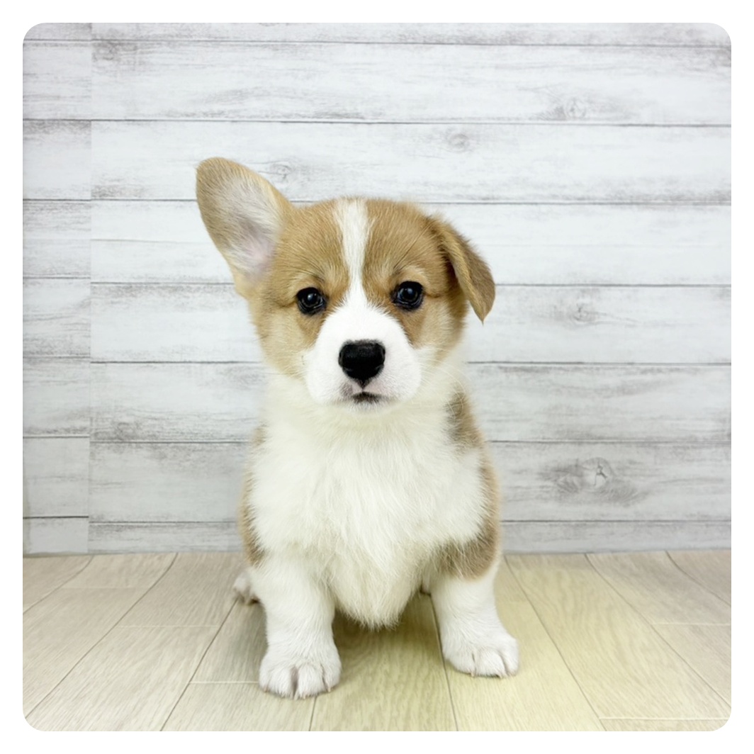 愛知県のウェルシュコーギーペンブローク (犬の家＆猫の里春日井本店/2025年12月19日生まれ/男の子/セーブルホワイト)の子犬