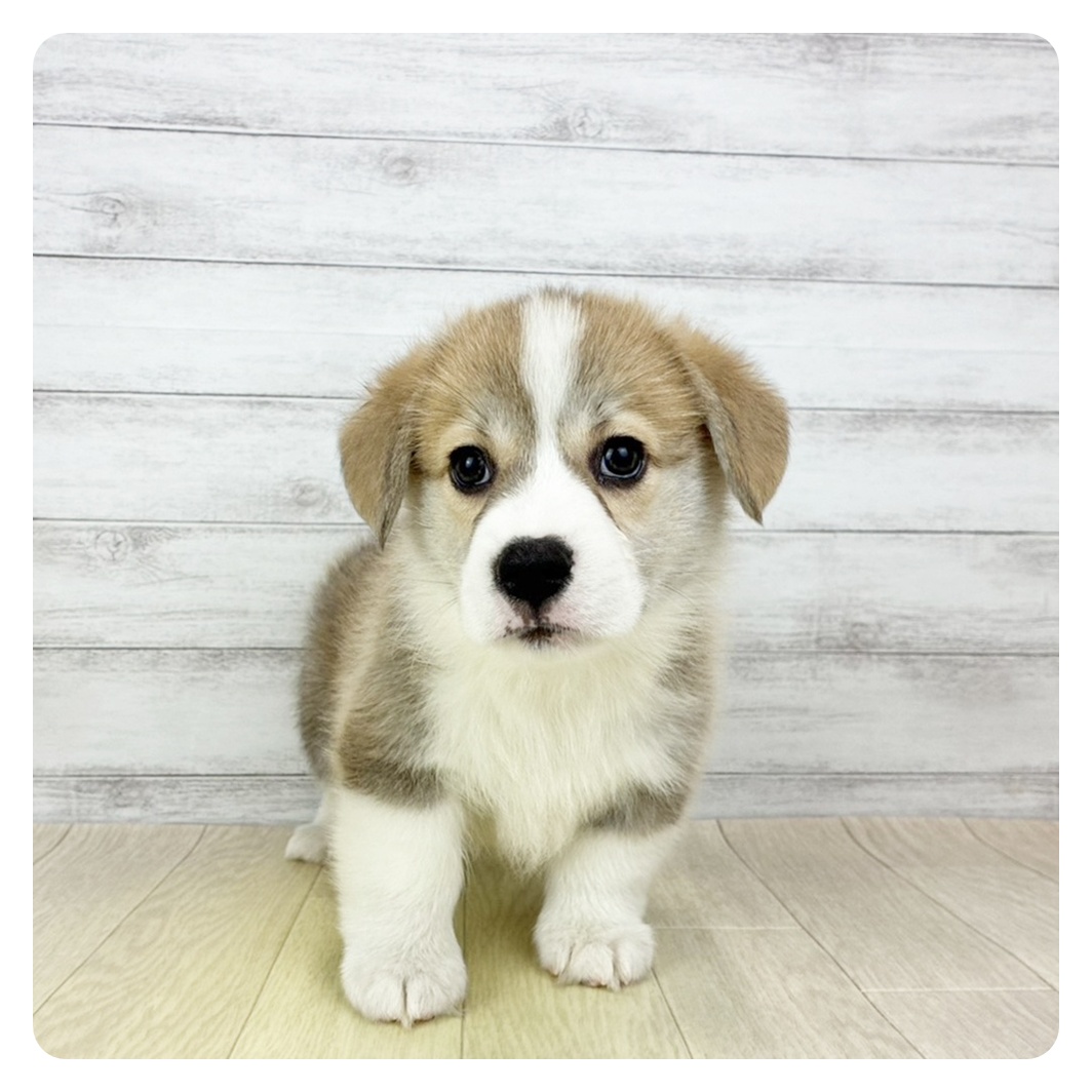 京都府のウェルシュコーギーペンブローク (犬の家＆猫の里京都精華店/2025年12月19日生まれ/男の子/セーブルホワイト)の子犬