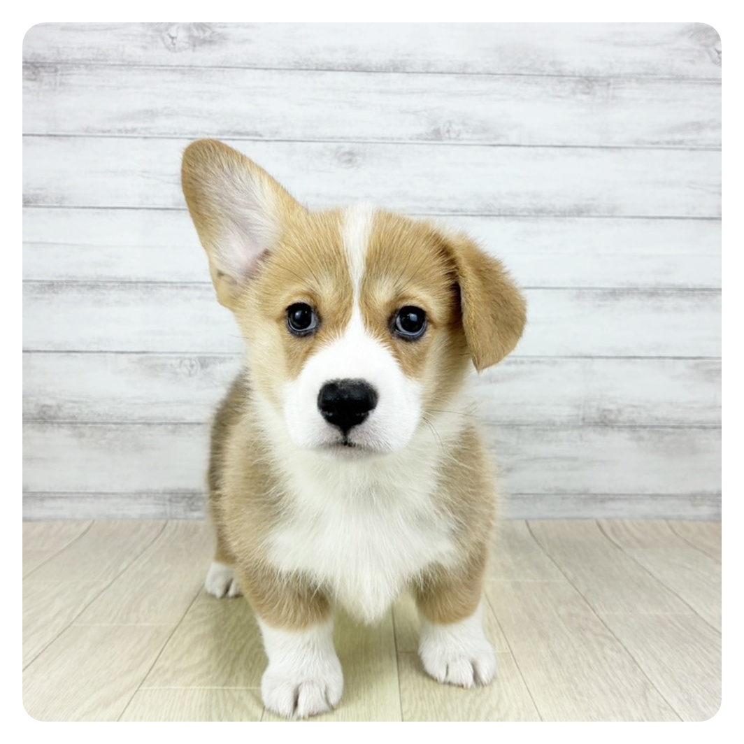 兵庫県のウェルシュコーギーペンブローク (犬の家＆猫の里ゆめタウン姫路店/2025年12月19日生まれ/女の子/セーブルホワイト)の子犬