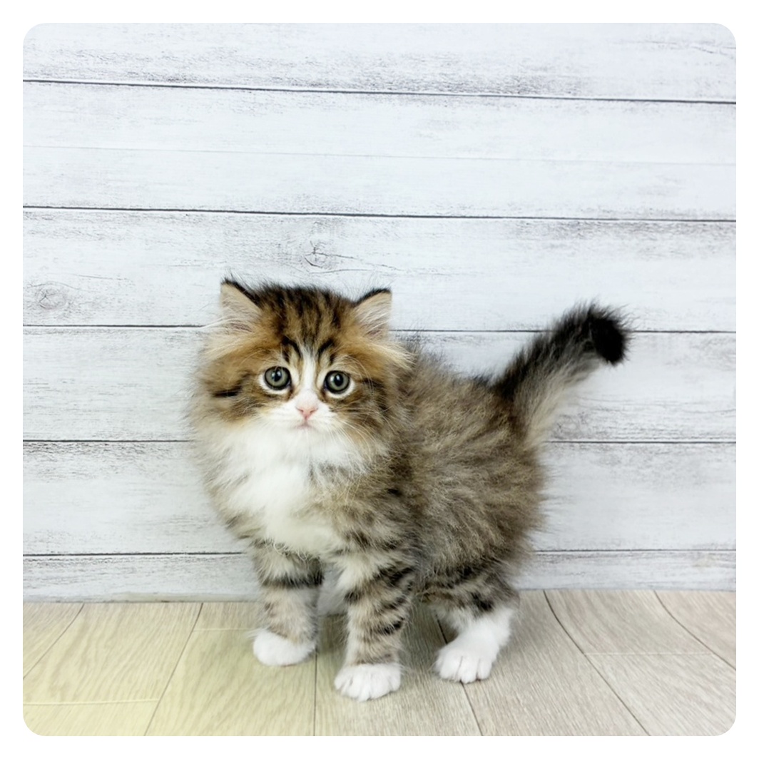 愛知県のミヌエット (犬の家＆猫の里春日井本店/2025年12月18日生まれ/男の子/ブラックタビーホワイト)の子猫